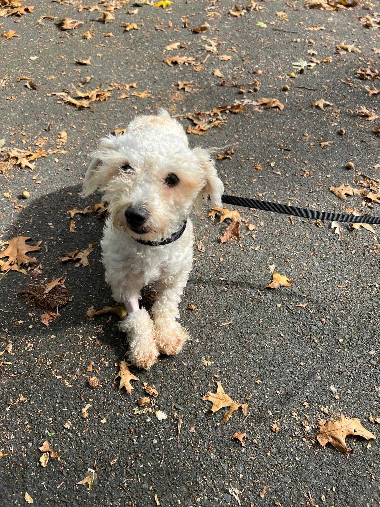 Suni, a Adoptable Havanese in Torrington, CT image 3/5