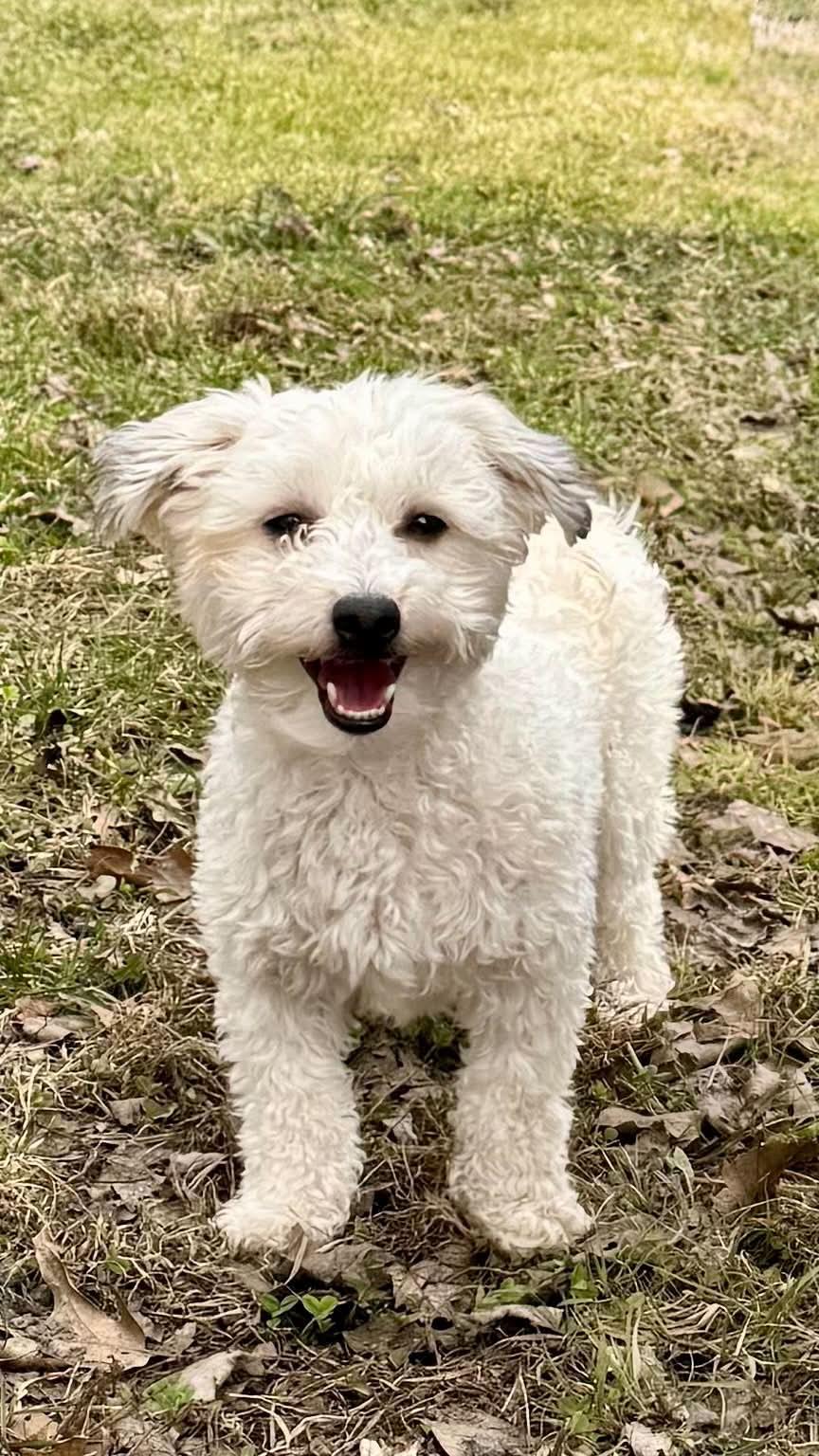 Enlarge Suni, a Adoptable Havanese in Torrington, CT image 3/6