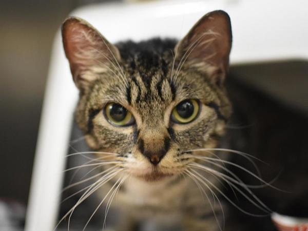Jodi Jayne, Adoptable, Young Female Domestic Short Hair.
