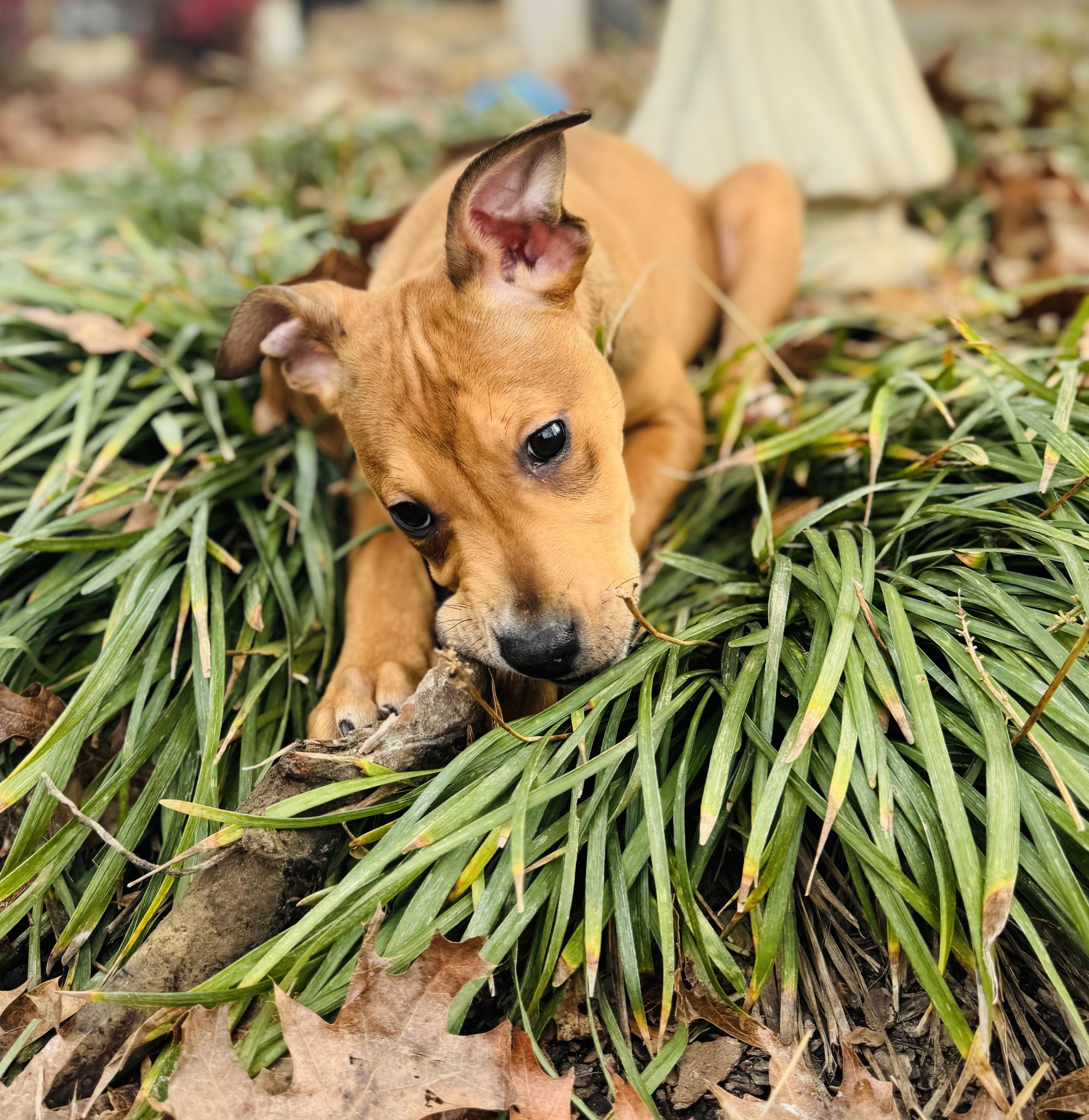 Enlarge Stuart, a ADOPTABLE mixed breed in Albemarle, NC image 2/3