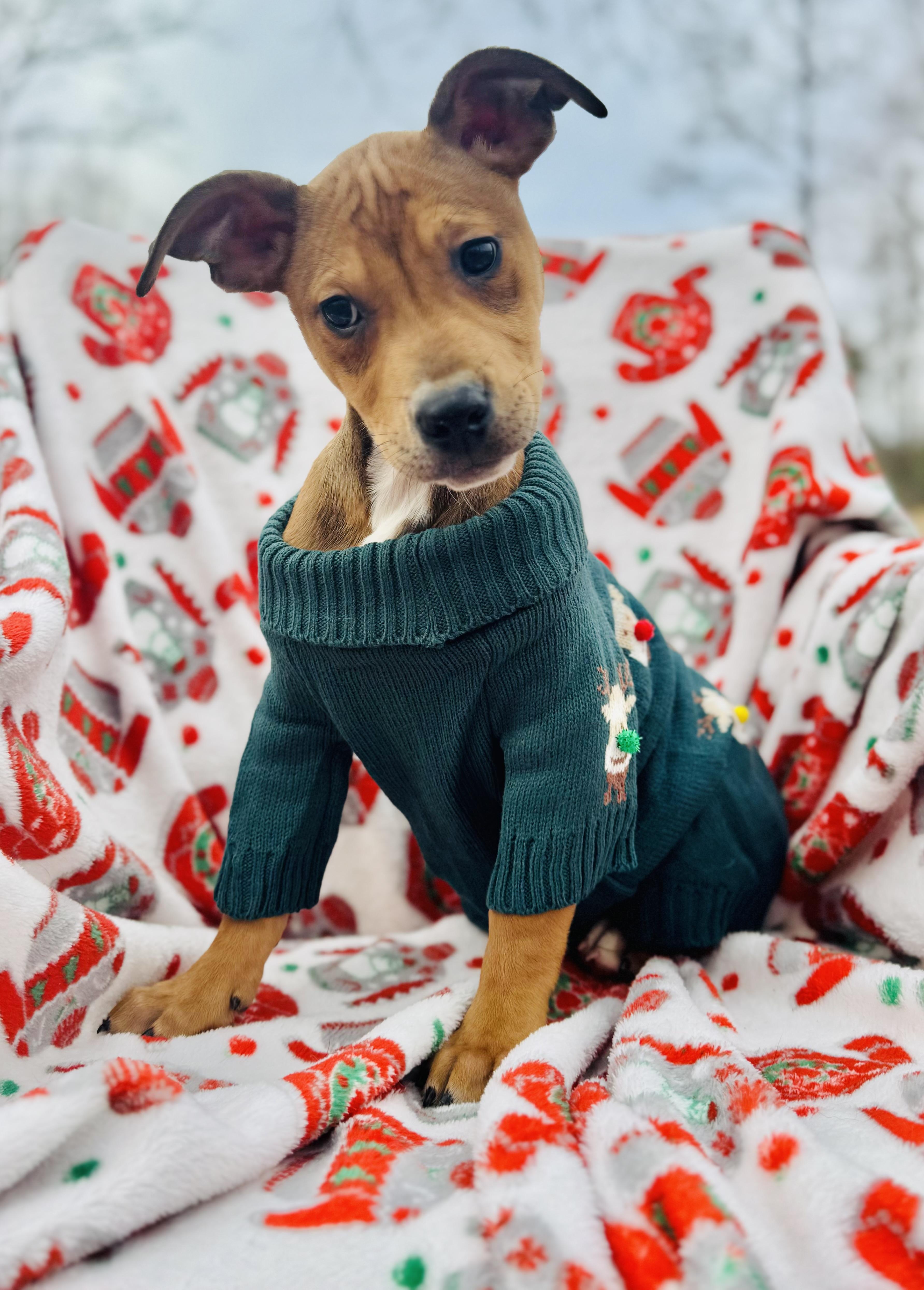 Enlarge Stuart, a ADOPTABLE mixed breed in Albemarle, NC image 1/3