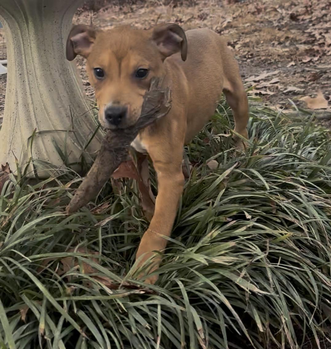 Enlarge Stuart, a ADOPTABLE mixed breed in Albemarle, NC image 3/3