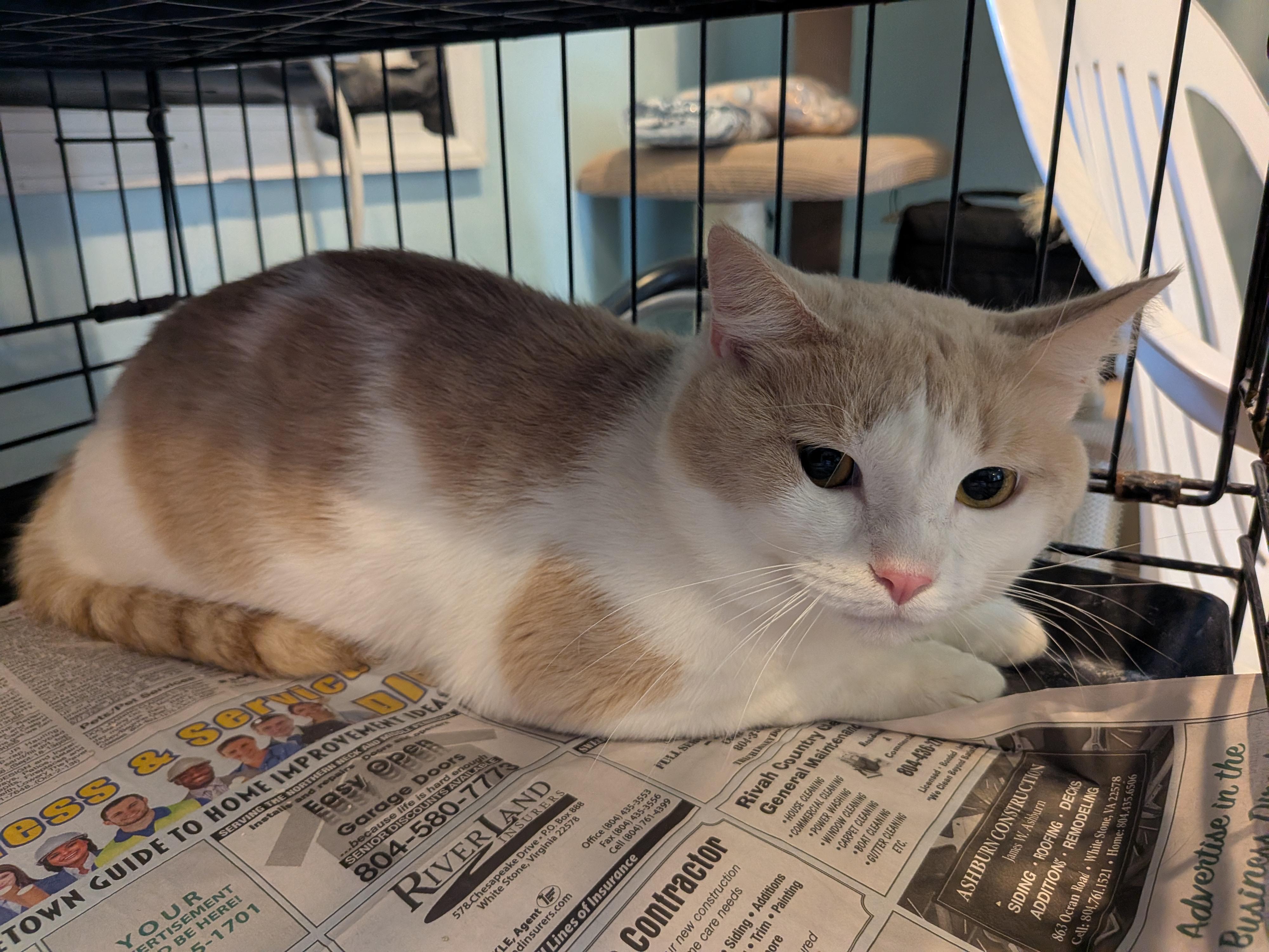 Muffin, Adoptable, Adult Male Domestic Short Hair.