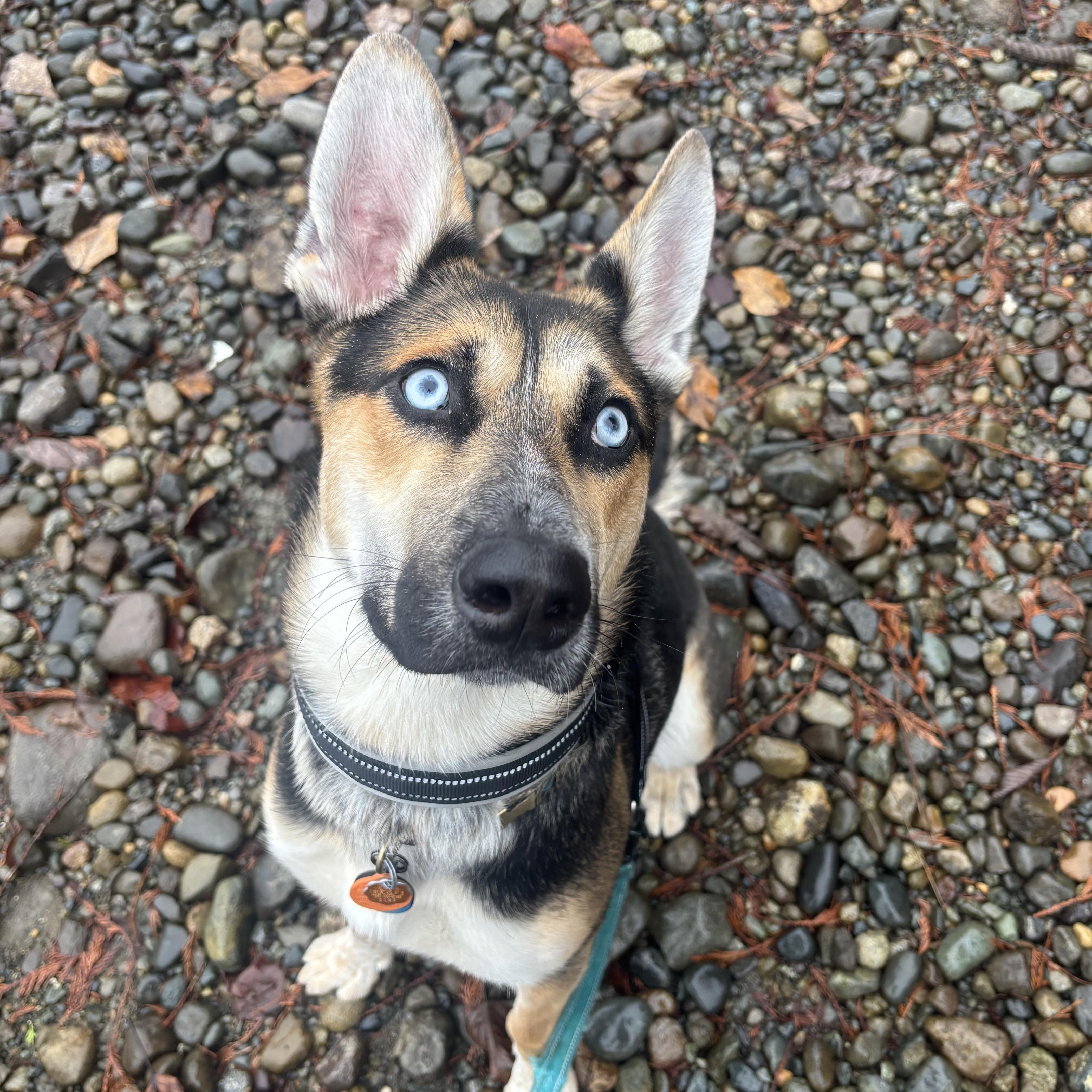 Enlarge Hank , a ADOPTABLE mixed breed in Bonney Lake, WA image 1/6