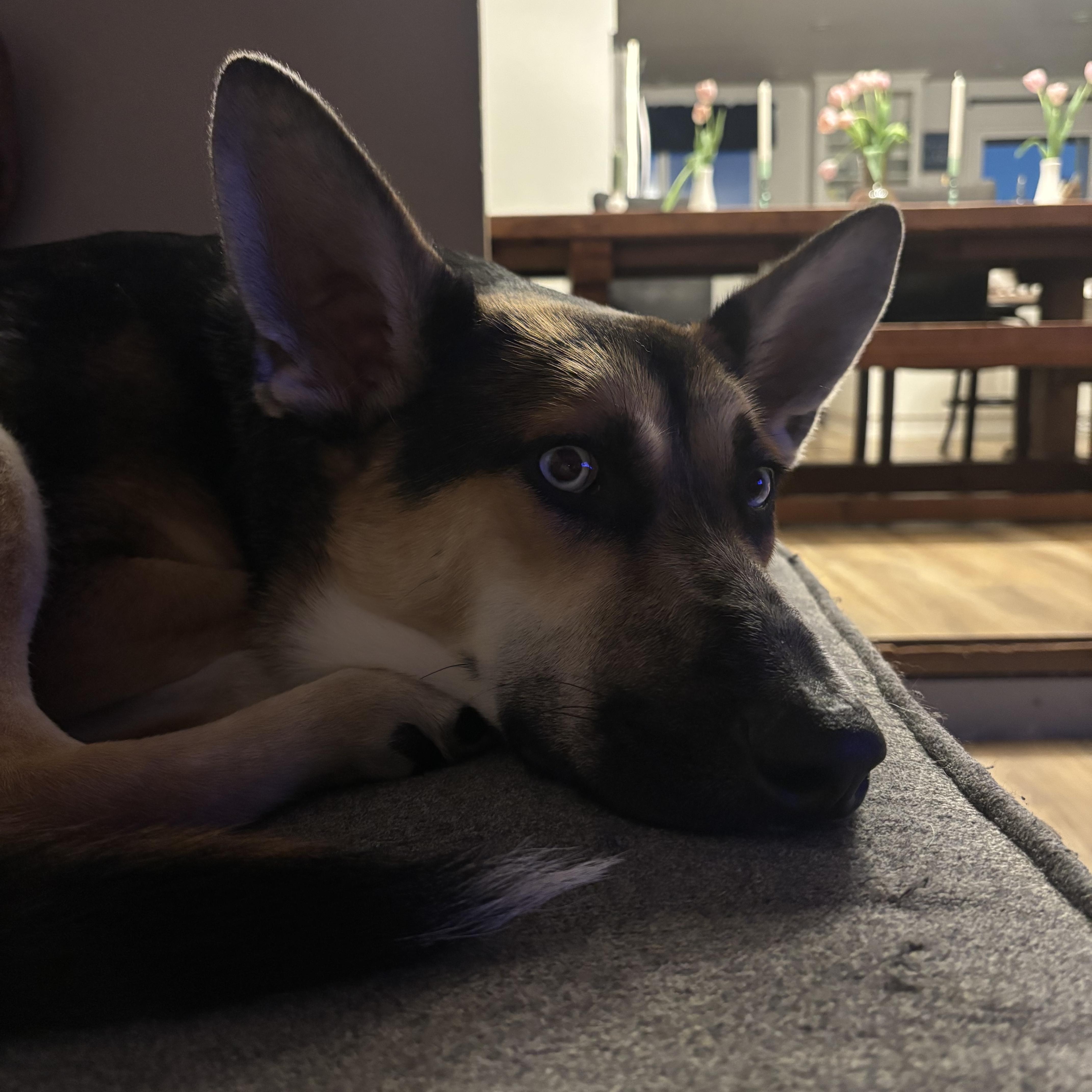 Enlarge Hank , a ADOPTABLE mixed breed in Bonney Lake, WA image 6/6