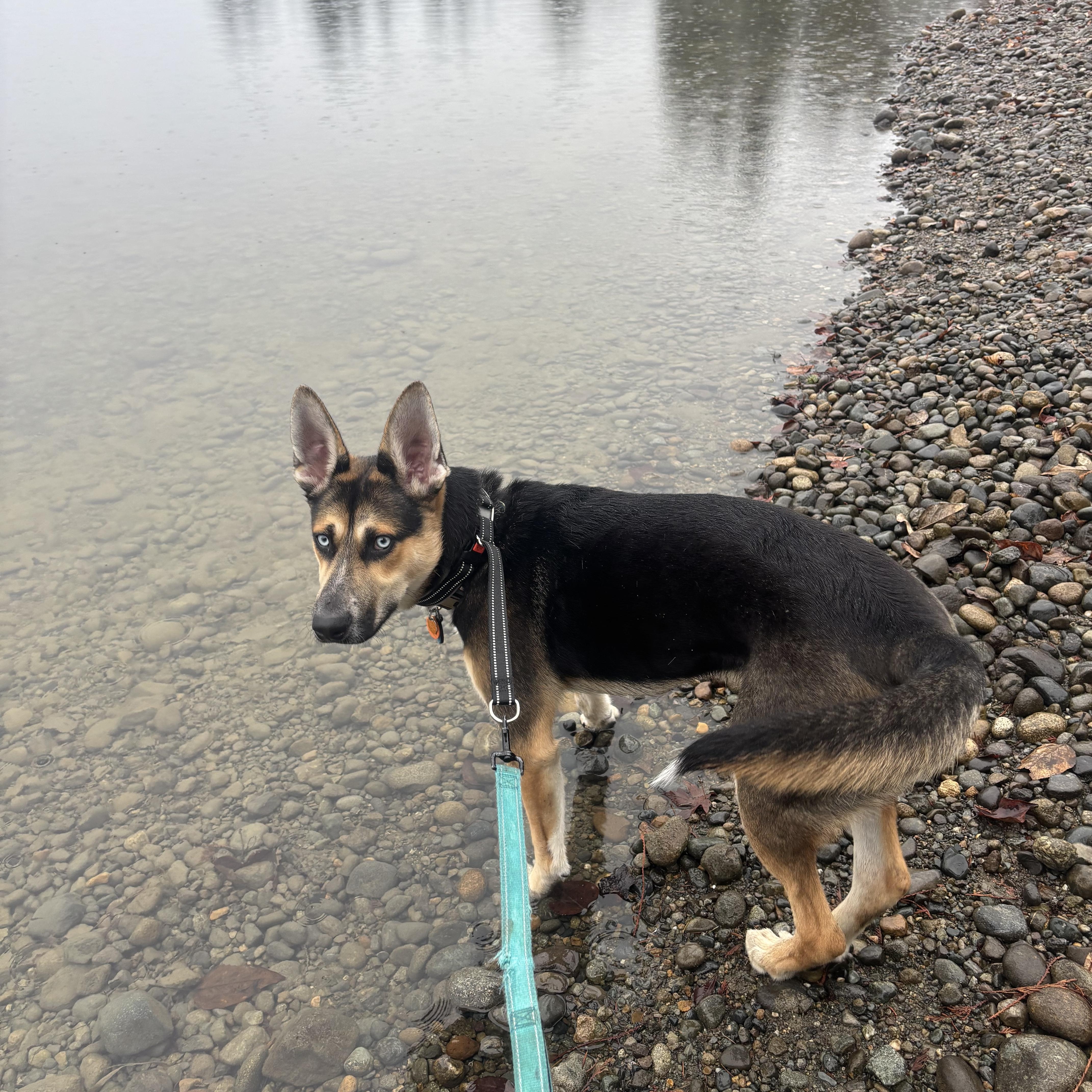 Enlarge Hank , a ADOPTABLE mixed breed in Bonney Lake, WA image 4/6