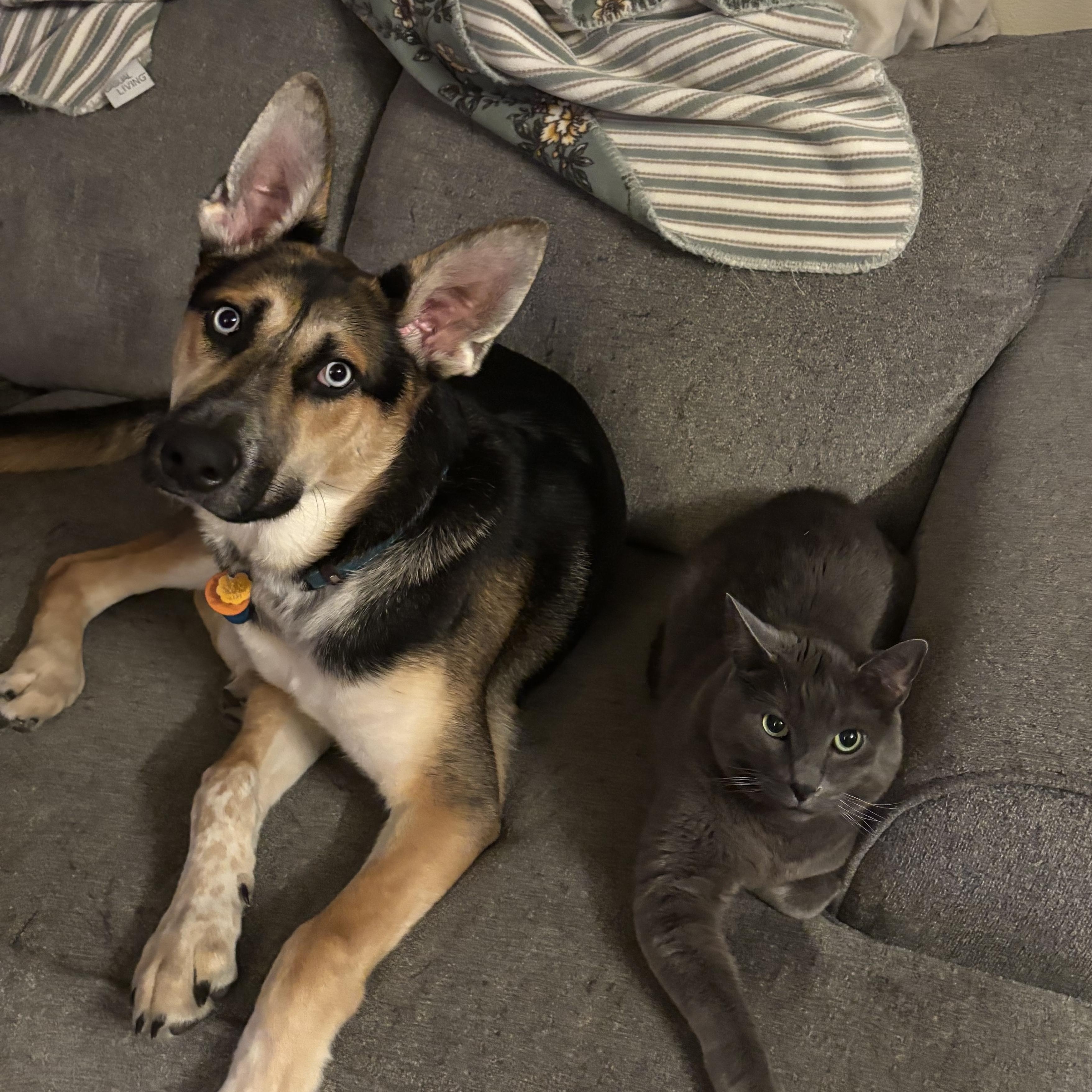 Enlarge Hank , a ADOPTABLE mixed breed in Bonney Lake, WA image 2/6