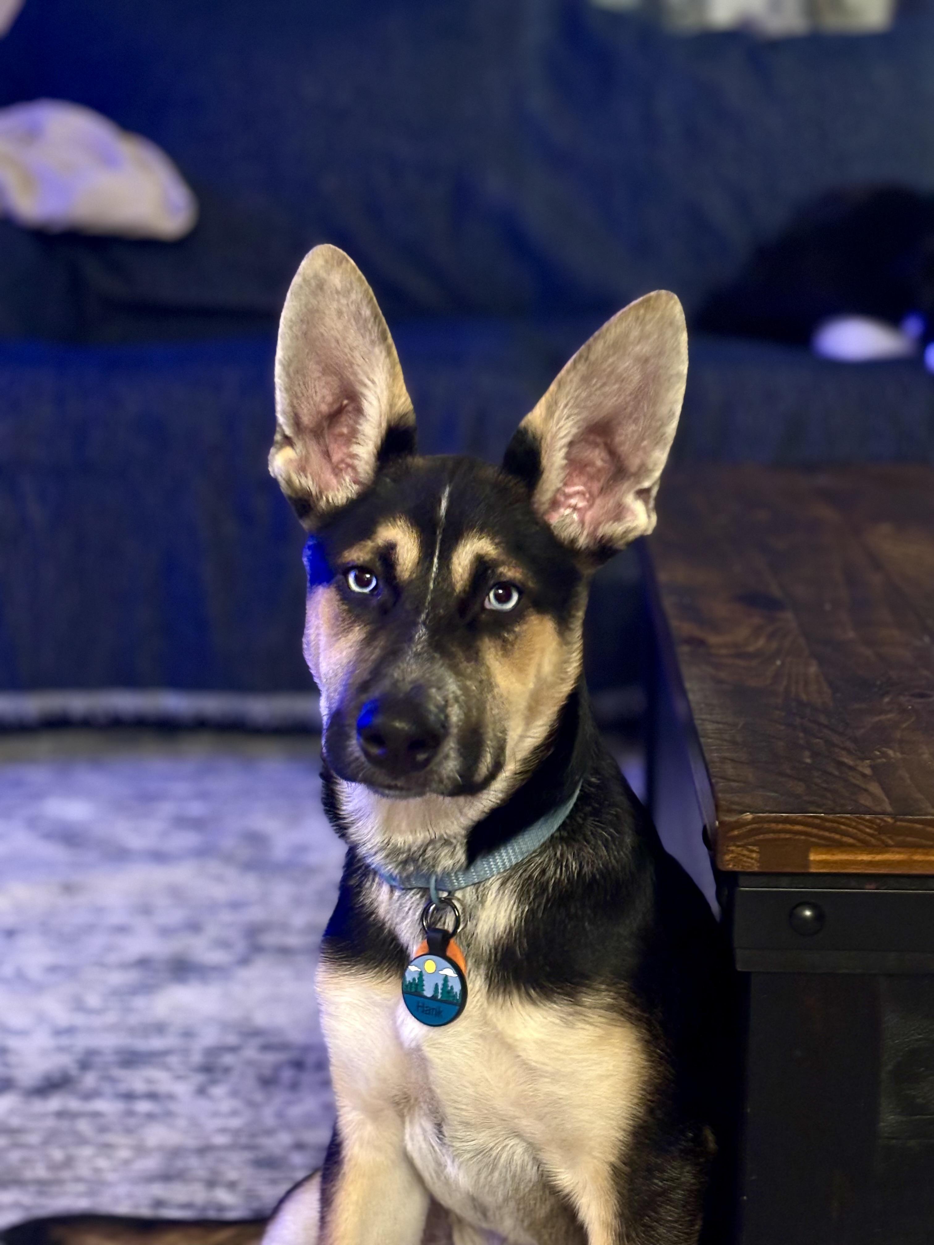 Enlarge Hank , a ADOPTABLE mixed breed in Bonney Lake, WA image 5/6