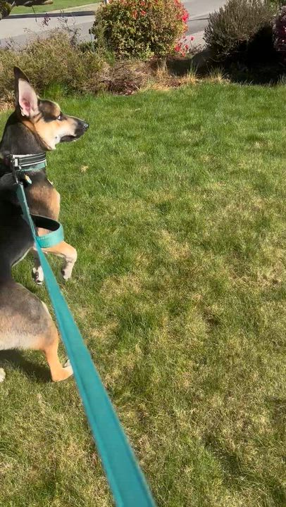 Enlarge Hank , a ADOPTABLE mixed breed in Bonney Lake, WA video 3/6