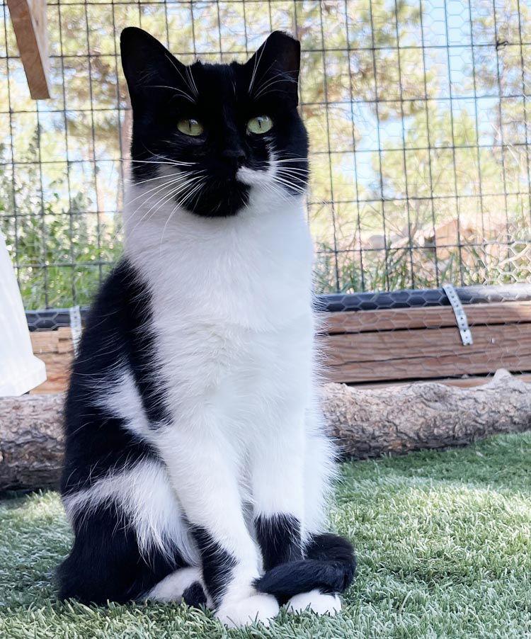 Enlarge Maleficient, a Adoptable mixed breed in Colorado Springs, CO image 2/3