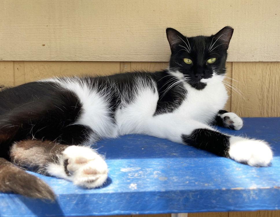 Enlarge Maleficient, a Adoptable mixed breed in Colorado Springs, CO image 3/3