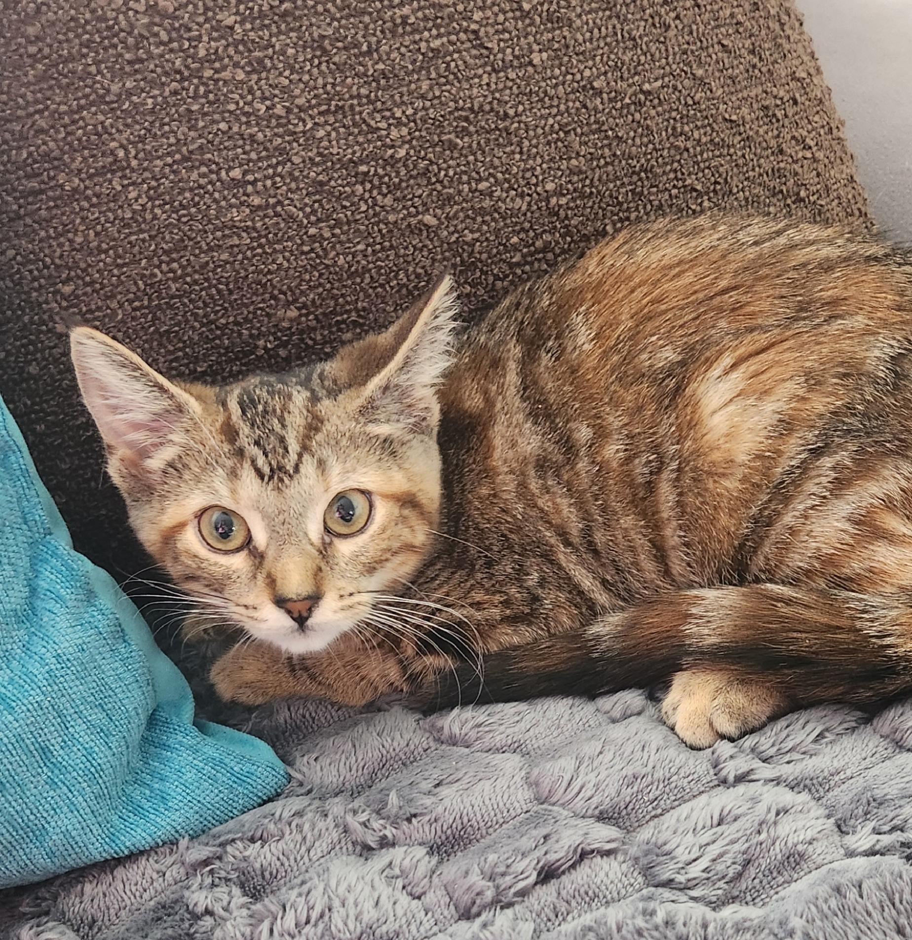 Maddie, ADOPTABLE, Kitten Female Torbie & Domestic Short Hair.