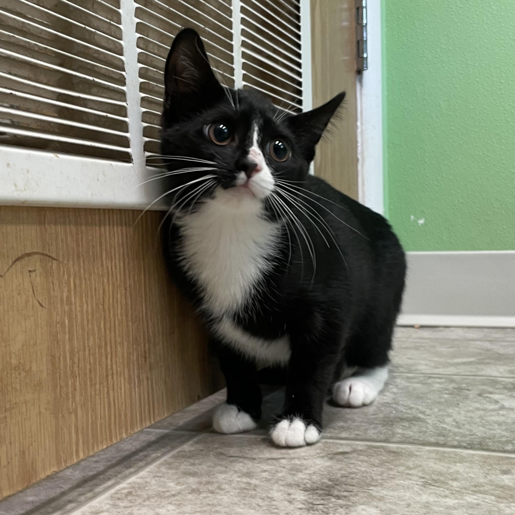 Enlarge Agnes, an adopted mixed breed in Greenbelt, MD image 1/4