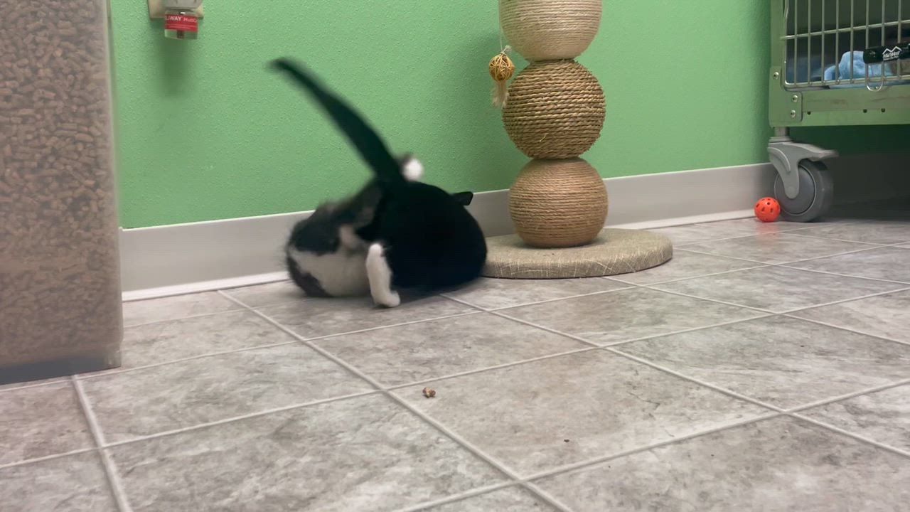 Enlarge Agnes, an adopted mixed breed in Greenbelt, MD video 2/4