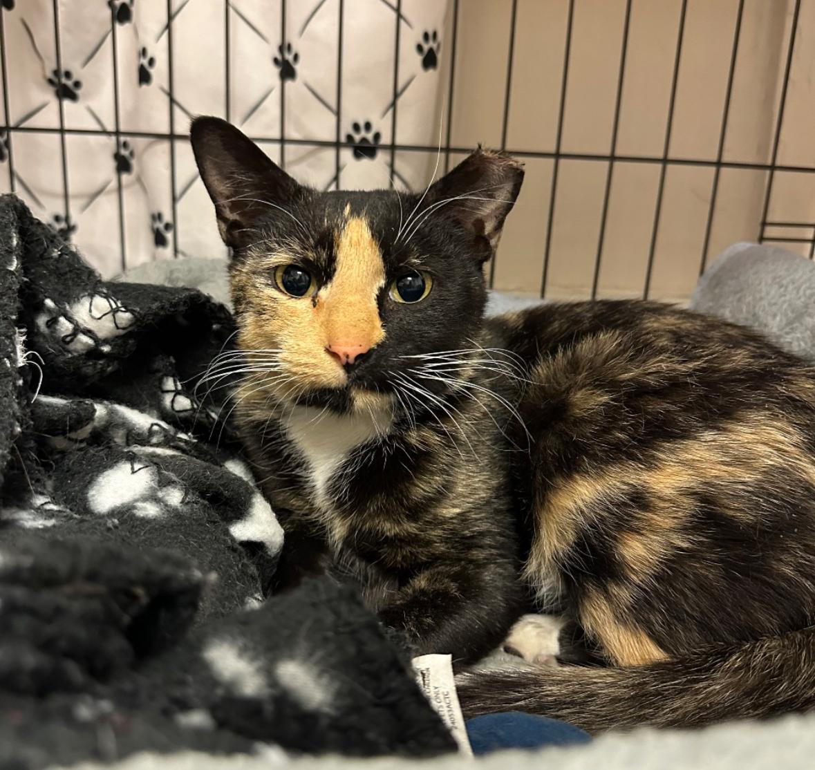 Enlarge Ruth , a ADOPTABLE Domestic Short Hair in Statesboro, GA image 1/1