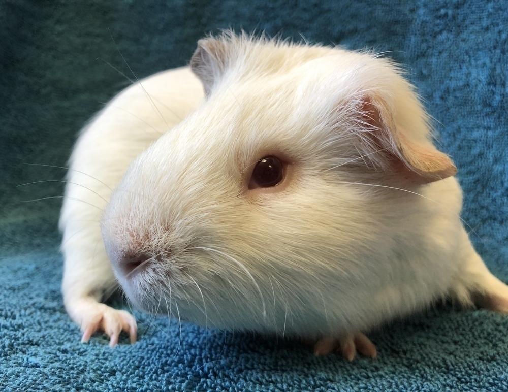 Lua (Bonded to Morocco), Adoptable, Adult Male Guinea Pig.