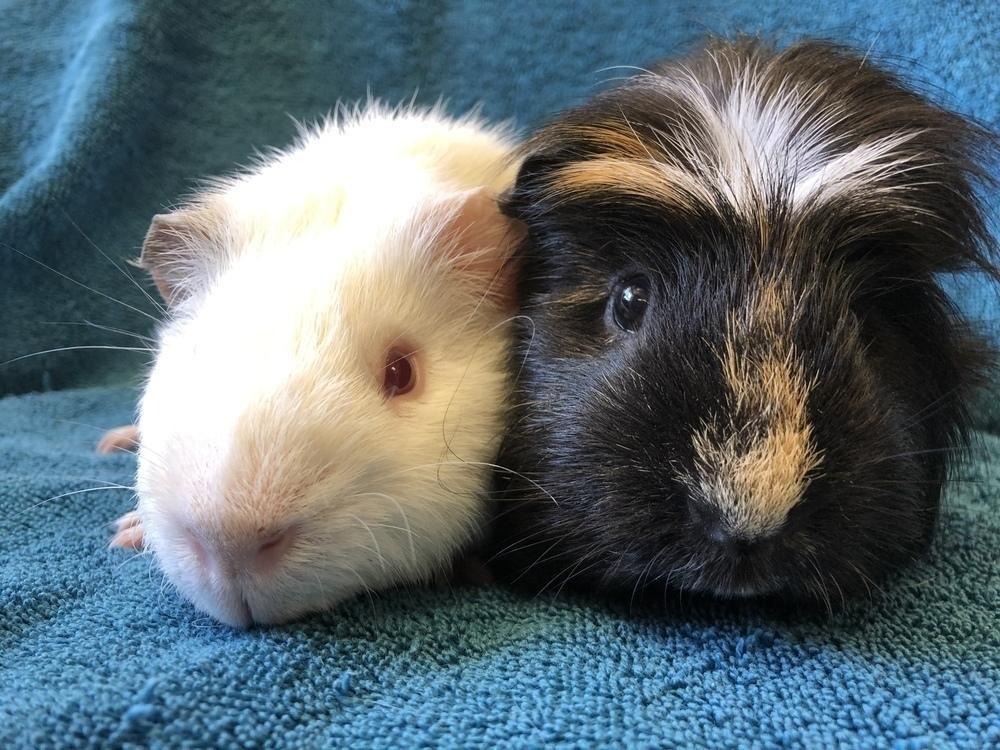 Enlarge Lua (Bonded to Morocco), a Adoptable Guinea Pig in San Diego, CA image 2/4