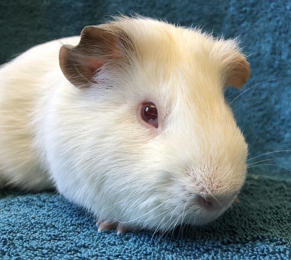 Enlarge Lua (Bonded to Morocco), a Adoptable Guinea Pig in San Diego, CA image 3/4