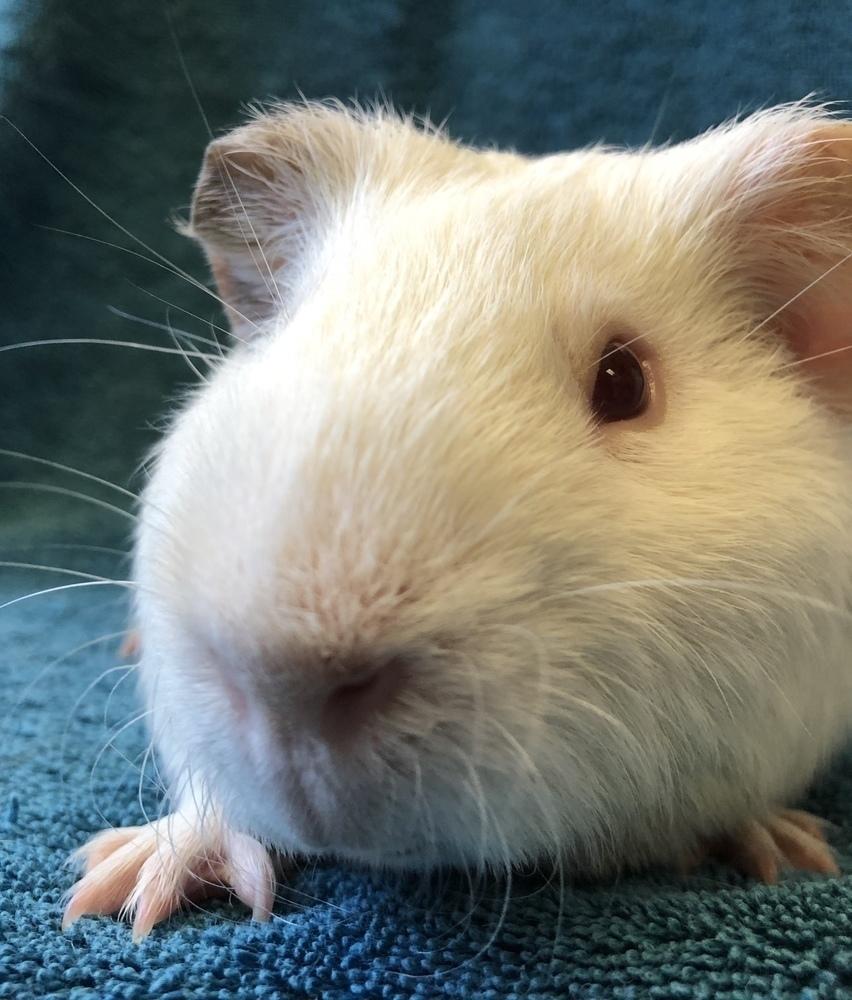 Enlarge Lua (Bonded to Morocco), a Adoptable Guinea Pig in San Diego, CA image 4/4