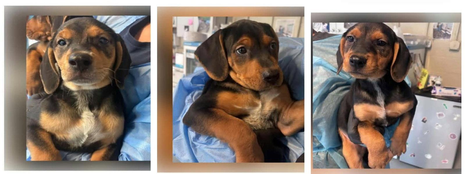 Pumpkin Spice, Adoptable, Puppy Male Hound.