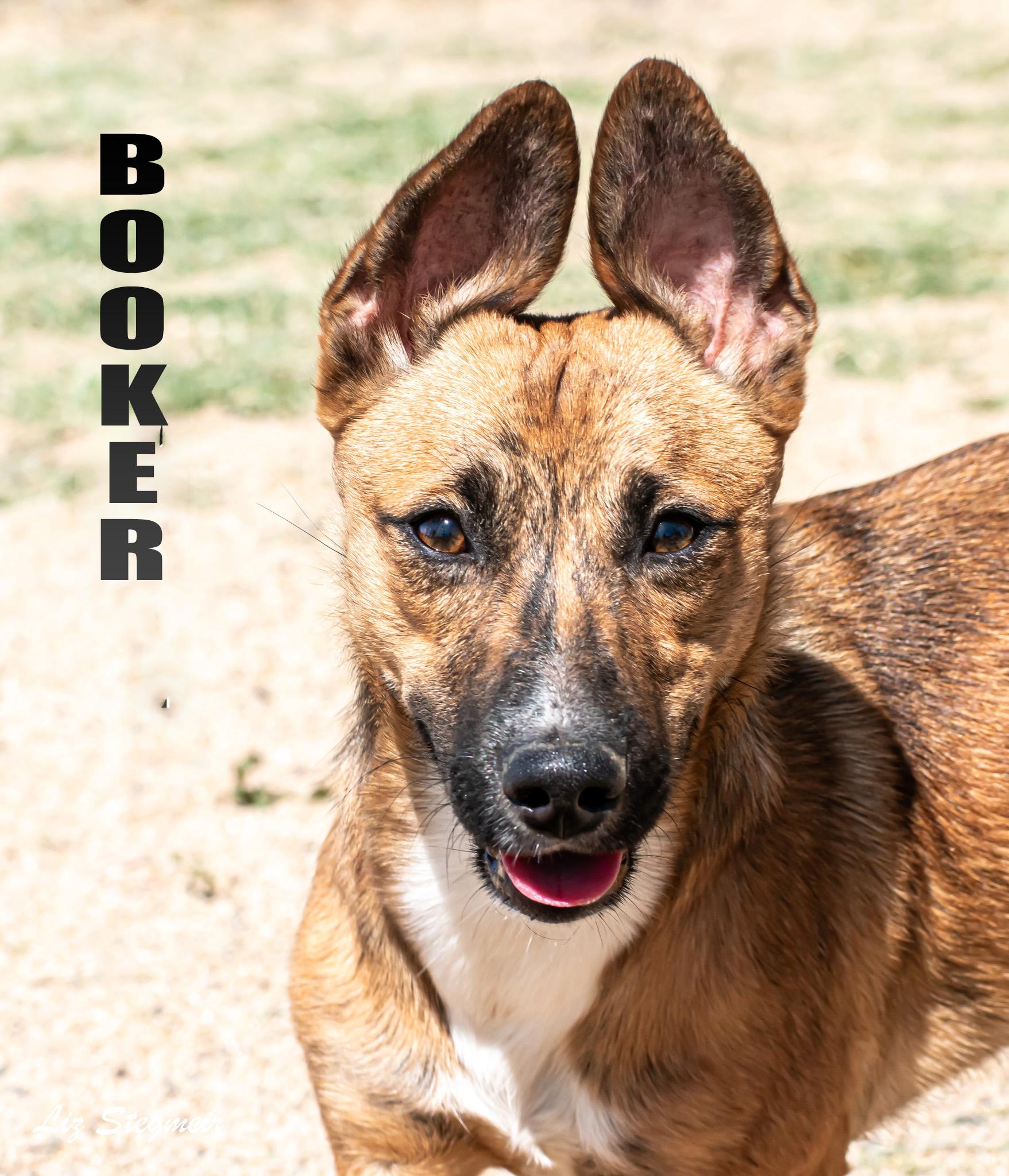 Booker, ADOPTABLE, Young Male German Shepherd Dog.