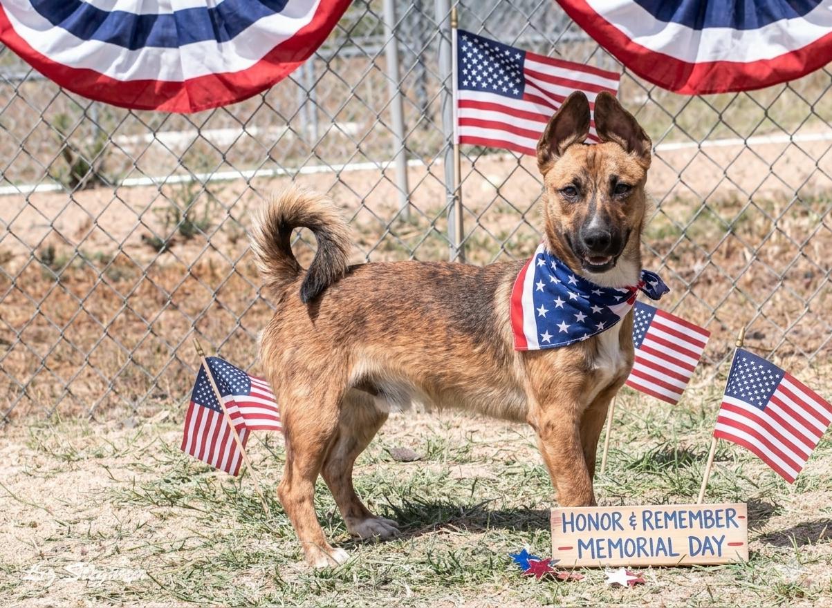 Booker, a ADOPTABLE mixed breed in Mayer, AZ image 1/3
