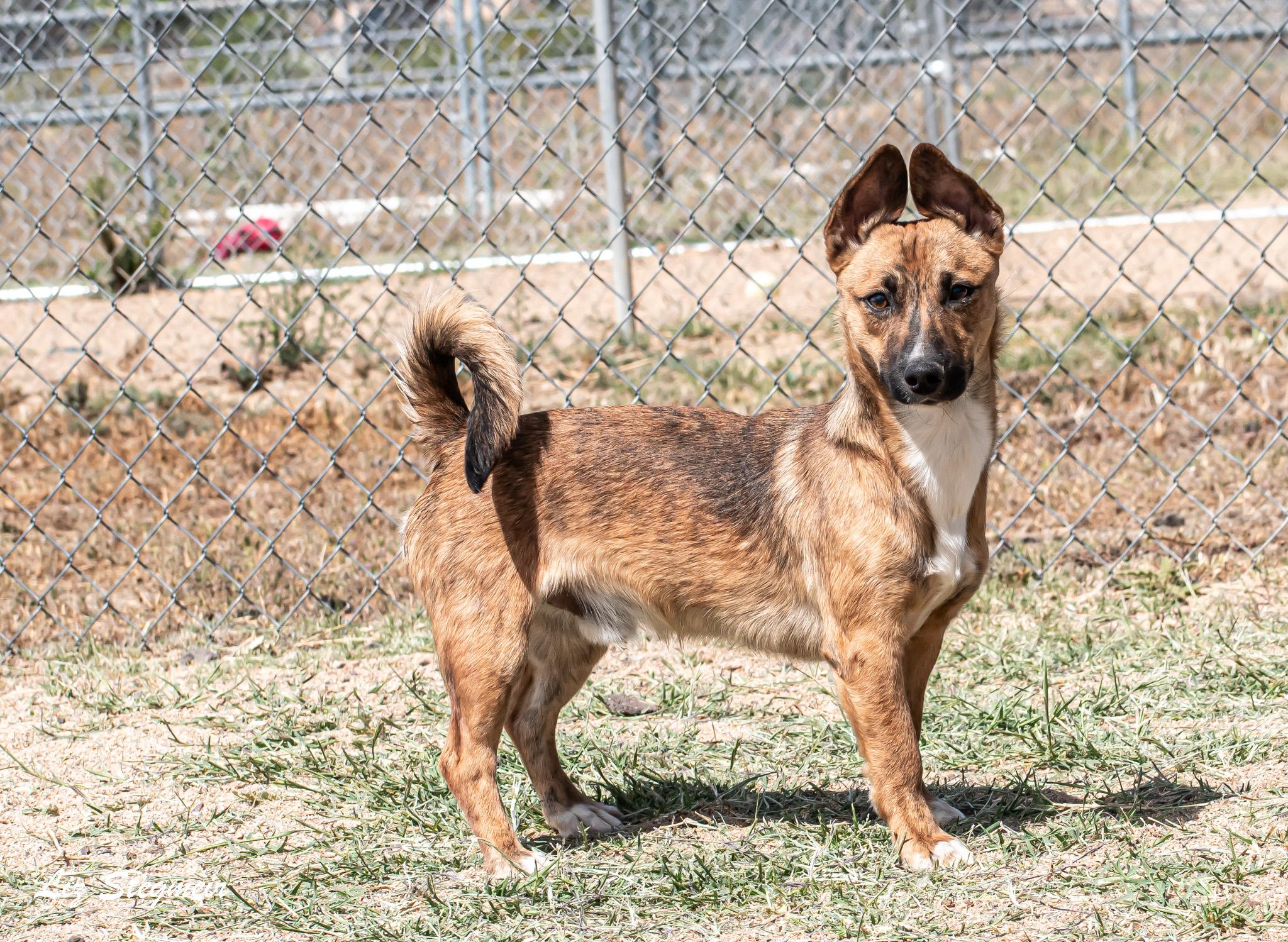Enlarge Booker, a ADOPTABLE mixed breed in Mayer, AZ image 2/4