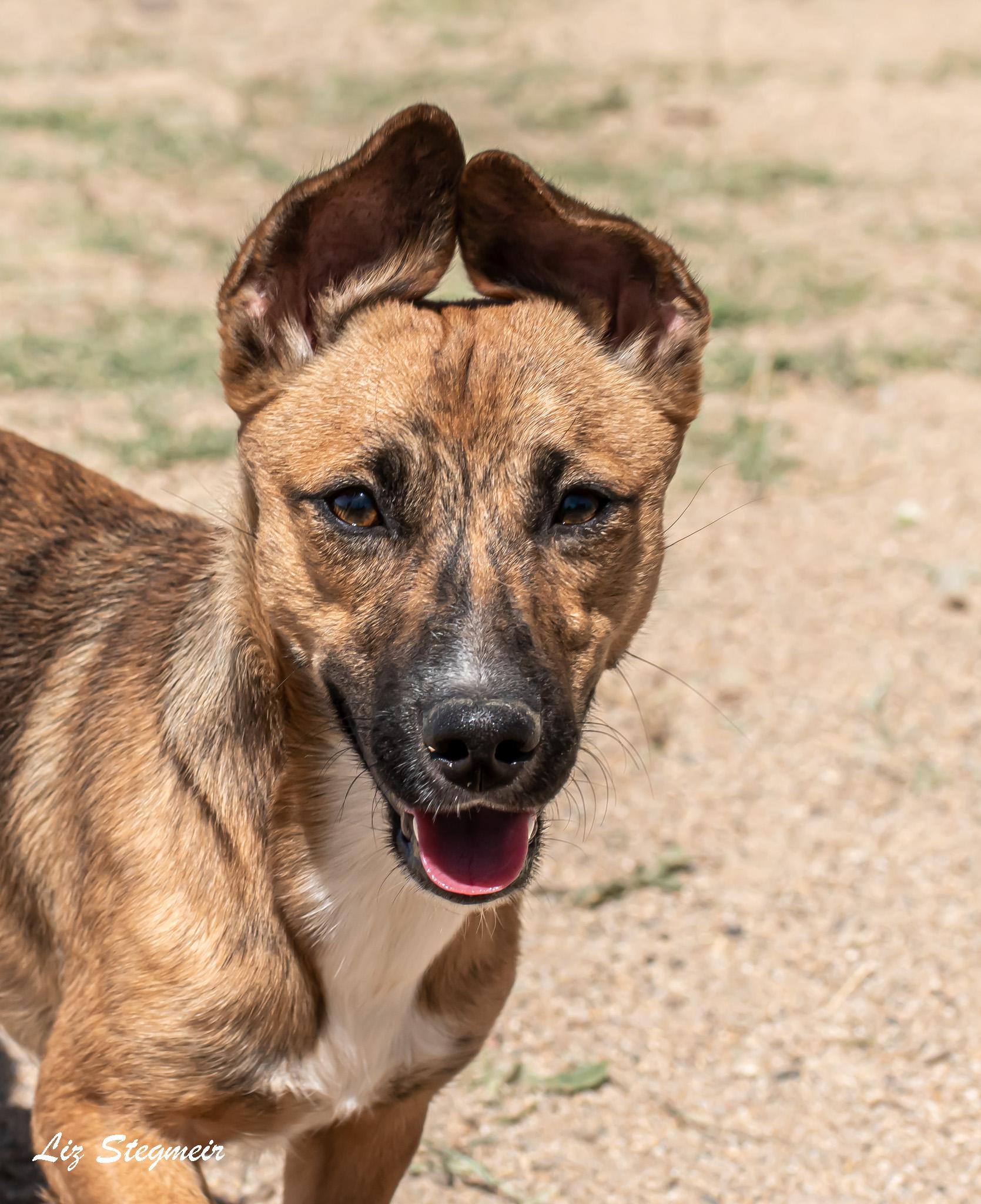 Enlarge Booker, a ADOPTABLE mixed breed in Mayer, AZ image 3/4