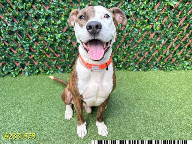 Enlarge DIGBY, a Adoptable Mixed Breed in West Palm Beach, FL image 1/1