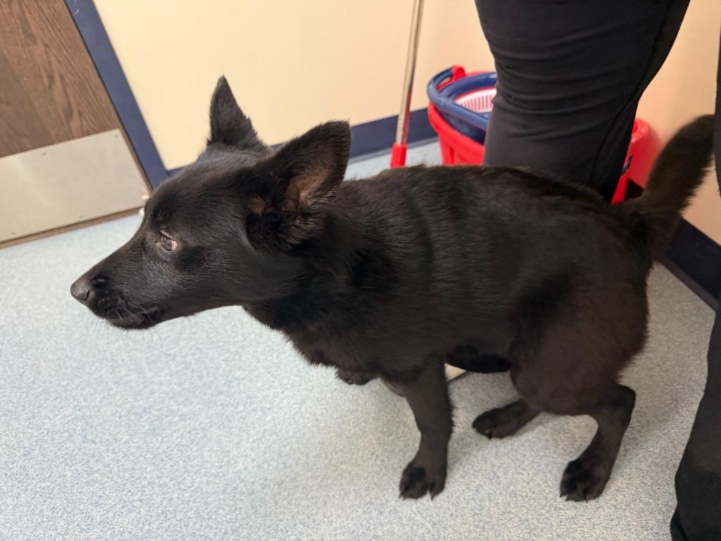 Aurora, Adopted, Puppy Female Schipperke & Mixed Breed.
