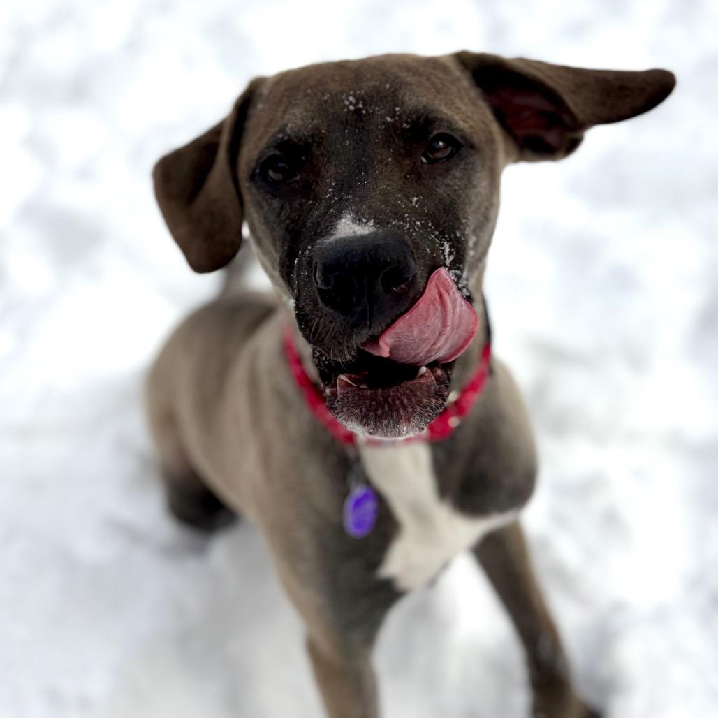 Enlarge Nugget, a Adoptable mixed breed in Zanesville, OH image 1/6