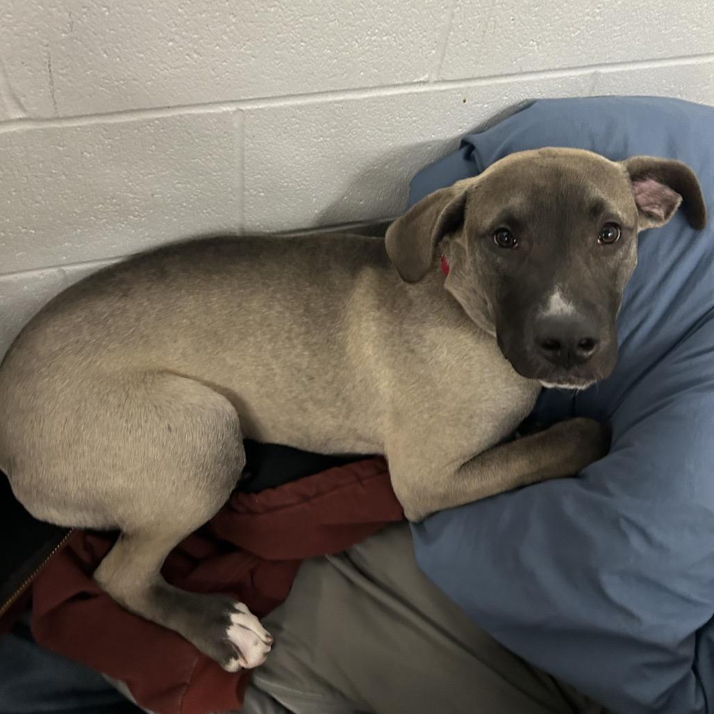 Enlarge Nugget, a Adoptable mixed breed in Zanesville, OH image 2/6