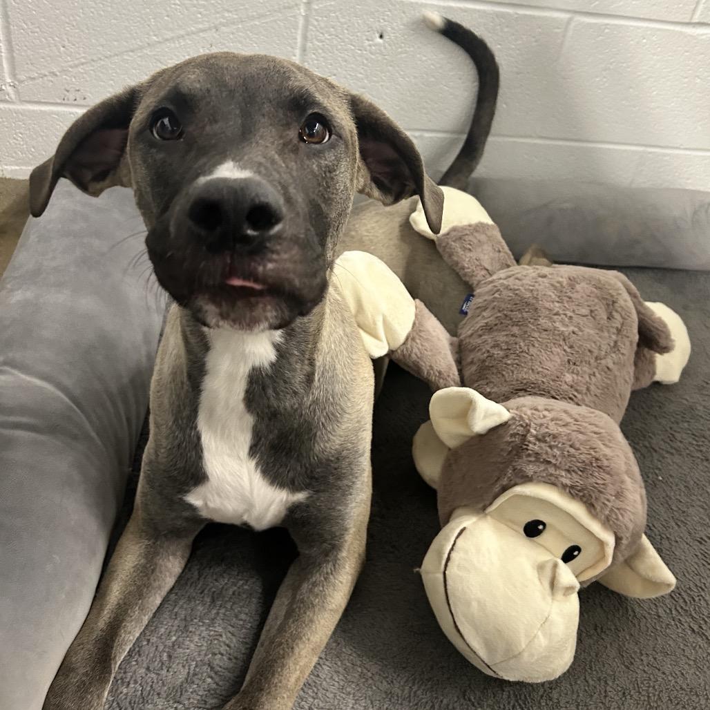 Enlarge Nugget, a Adoptable mixed breed in Zanesville, OH image 4/4