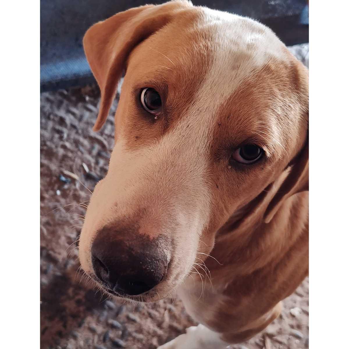 Tucker, Young Male Labrador Retriever