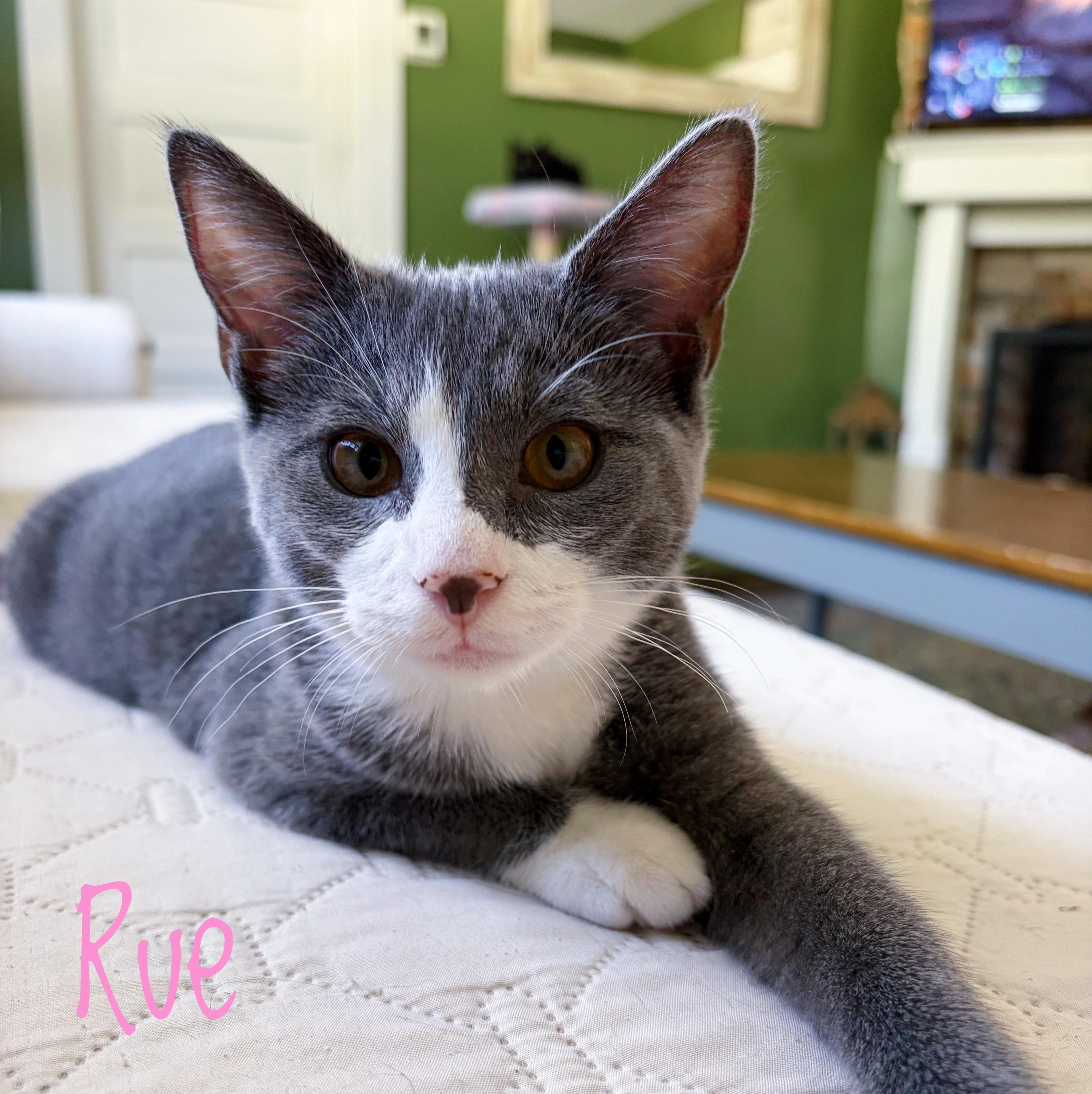 Rue, Adoptable, Kitten Female Domestic Short Hair.