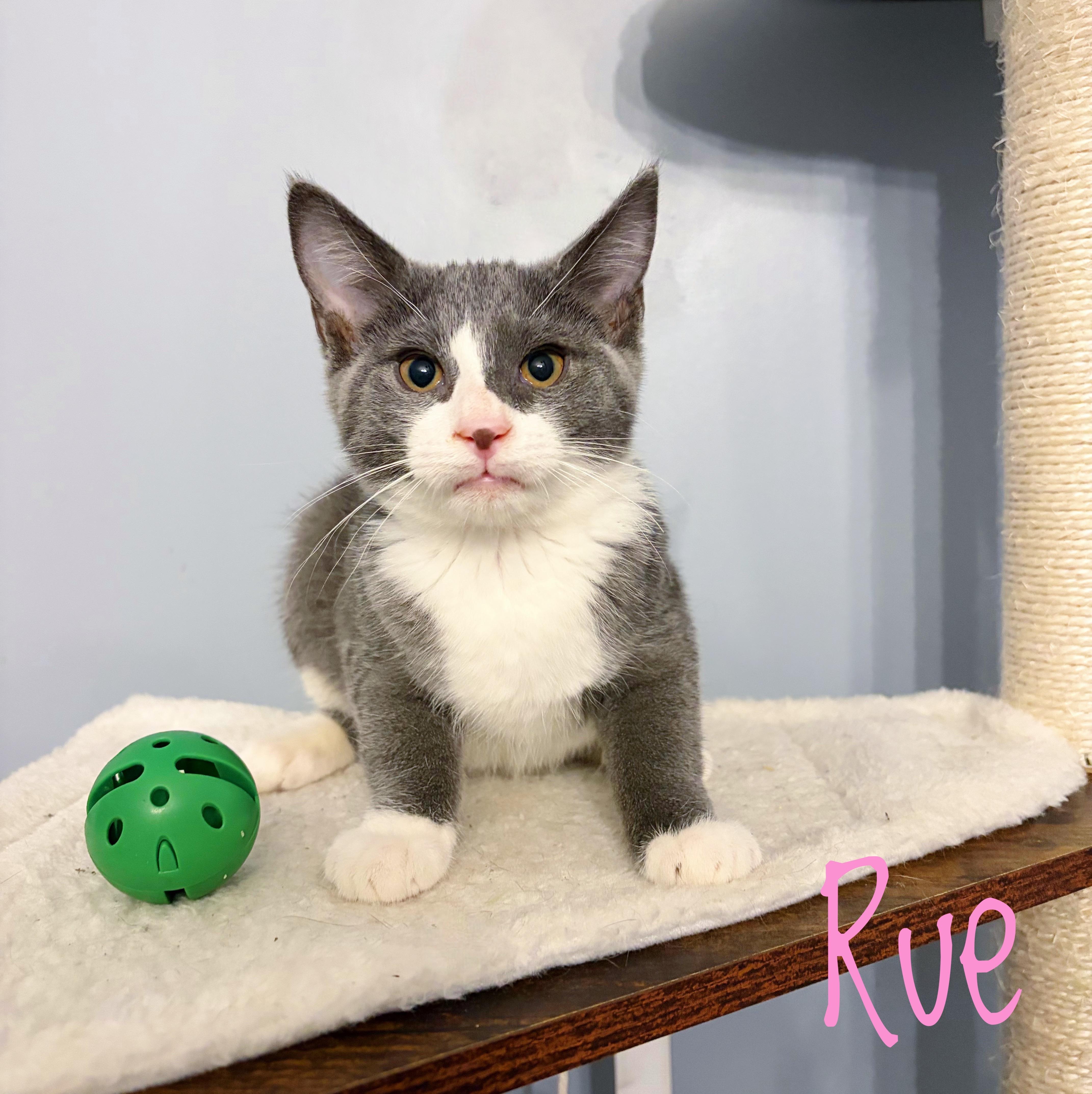 Rue, ADOPTABLE, Kitten Female Domestic Short Hair.