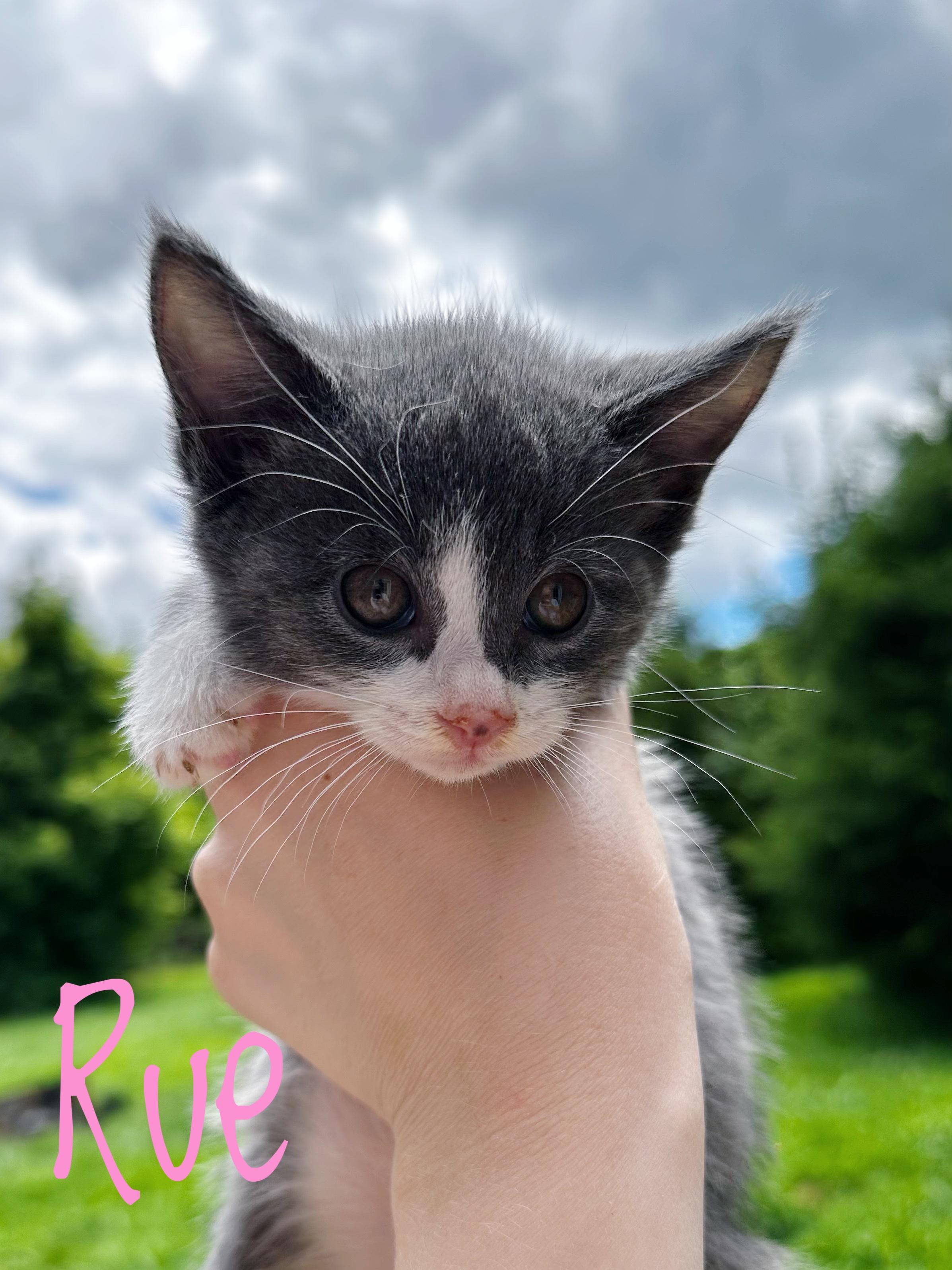 Enlarge Rue, a ADOPTABLE Domestic Short Hair in Bethel, OH image 1/1