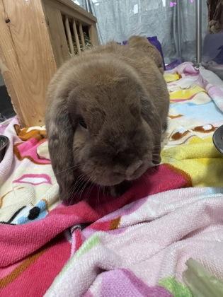 Cosmo (Bonded w/ Cupid), Adoptable, Adult Male Bunny Rabbit.