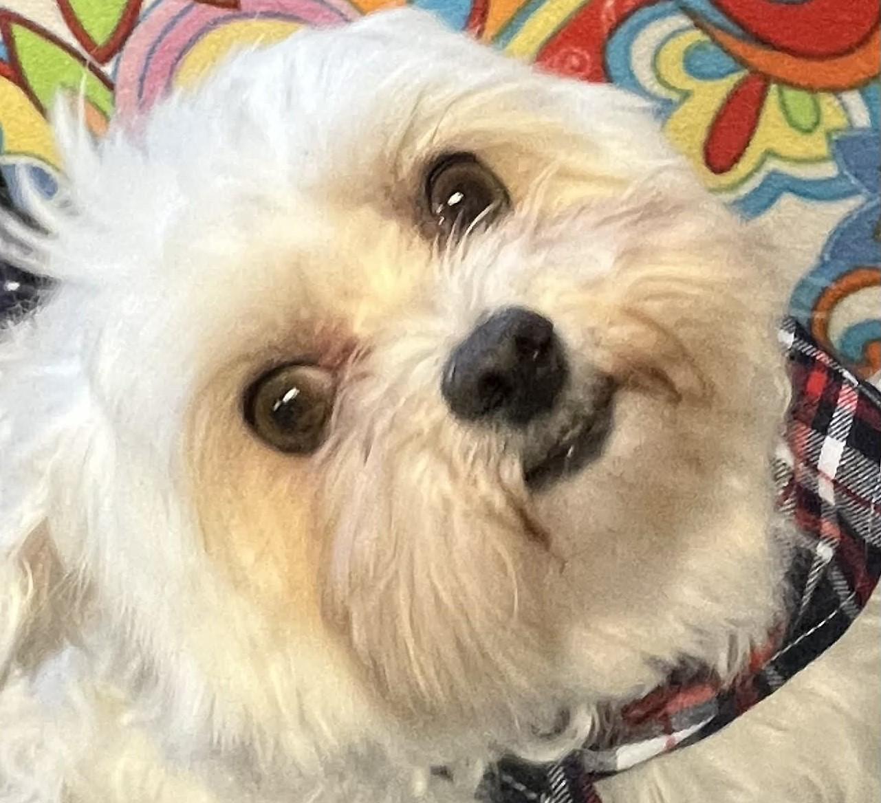 Dusty, an adopted mixed breed in Robinson, IL image 1/2
