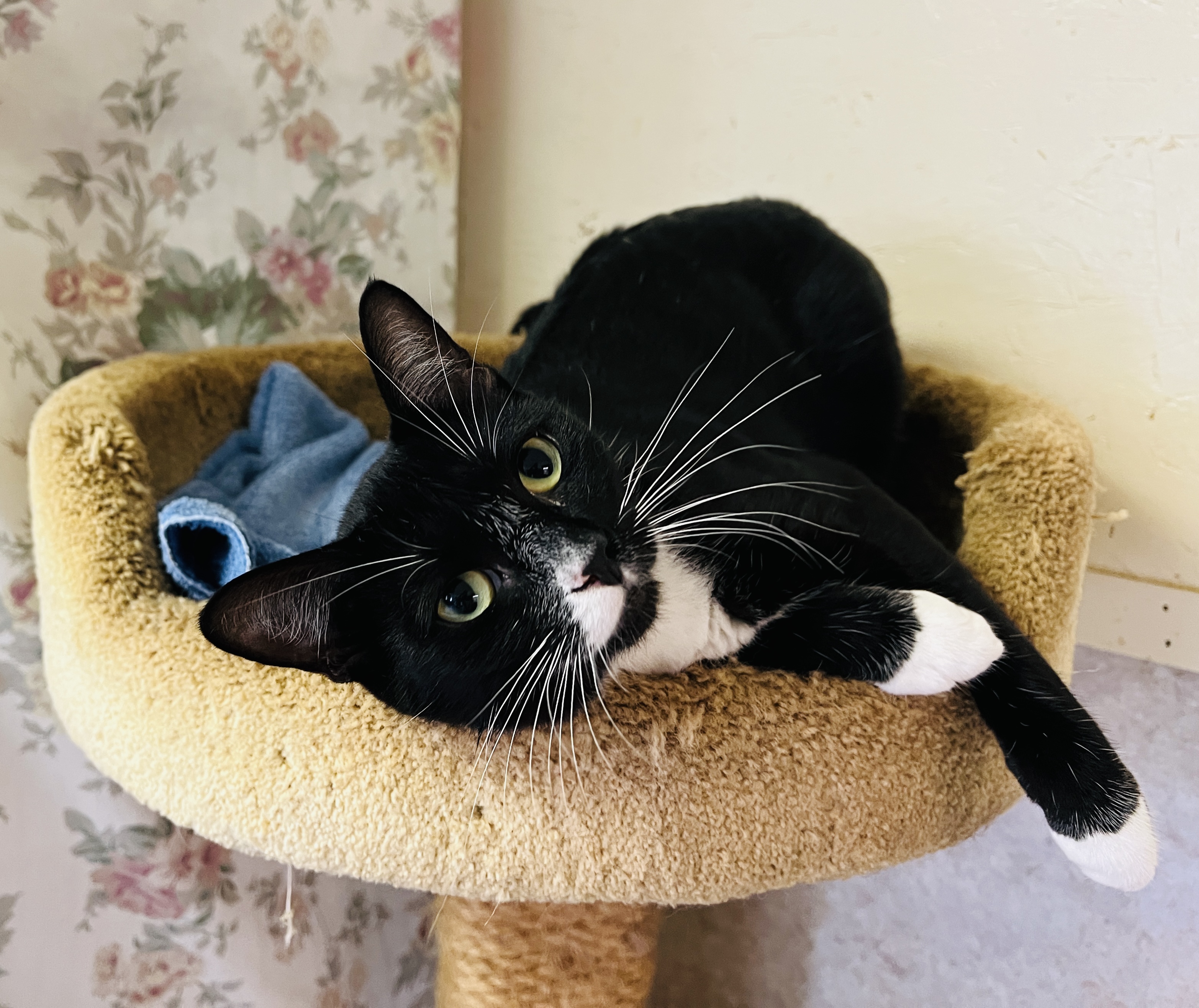 Alice — thumbnail 3