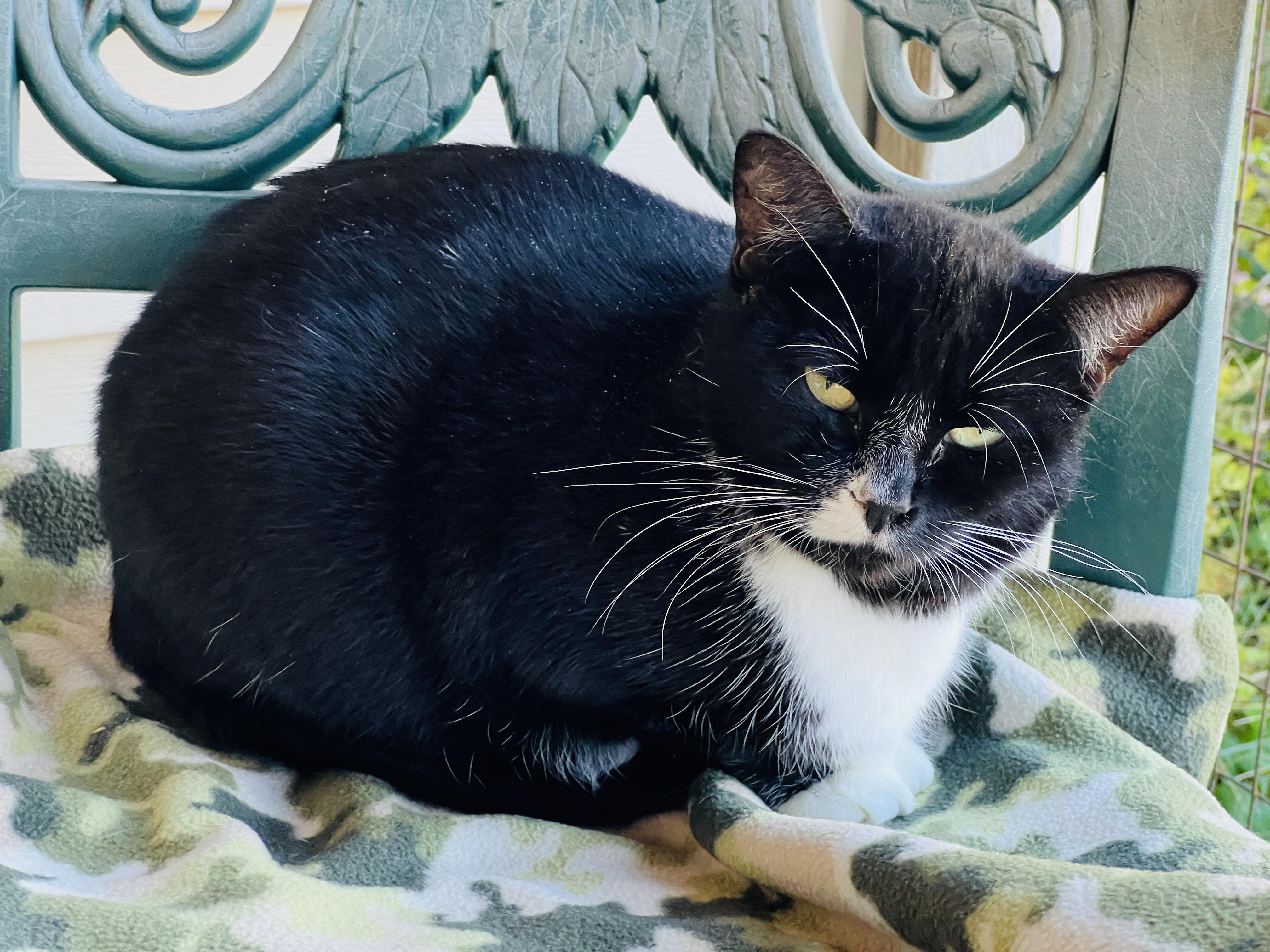 Alice — thumbnail 6