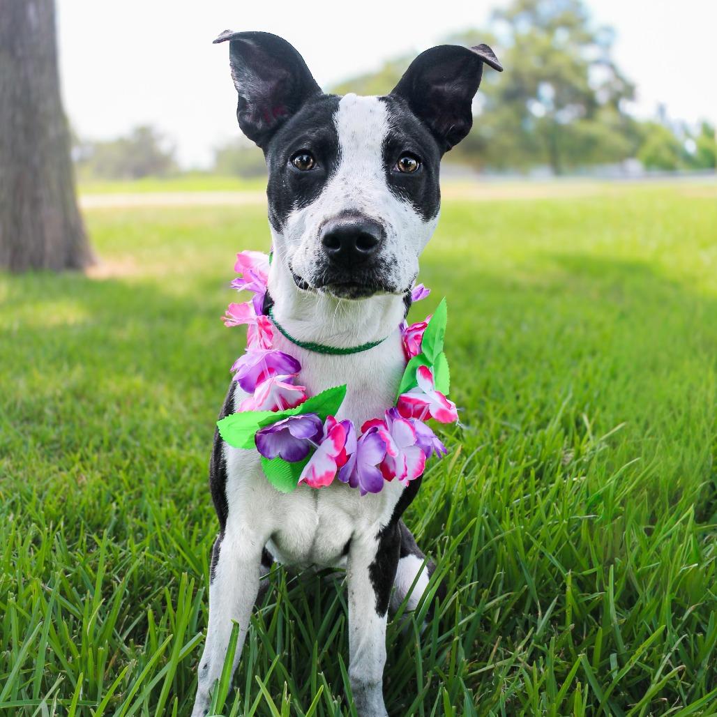 Aubrey, Adoptable, Young Female Mixed Breed.