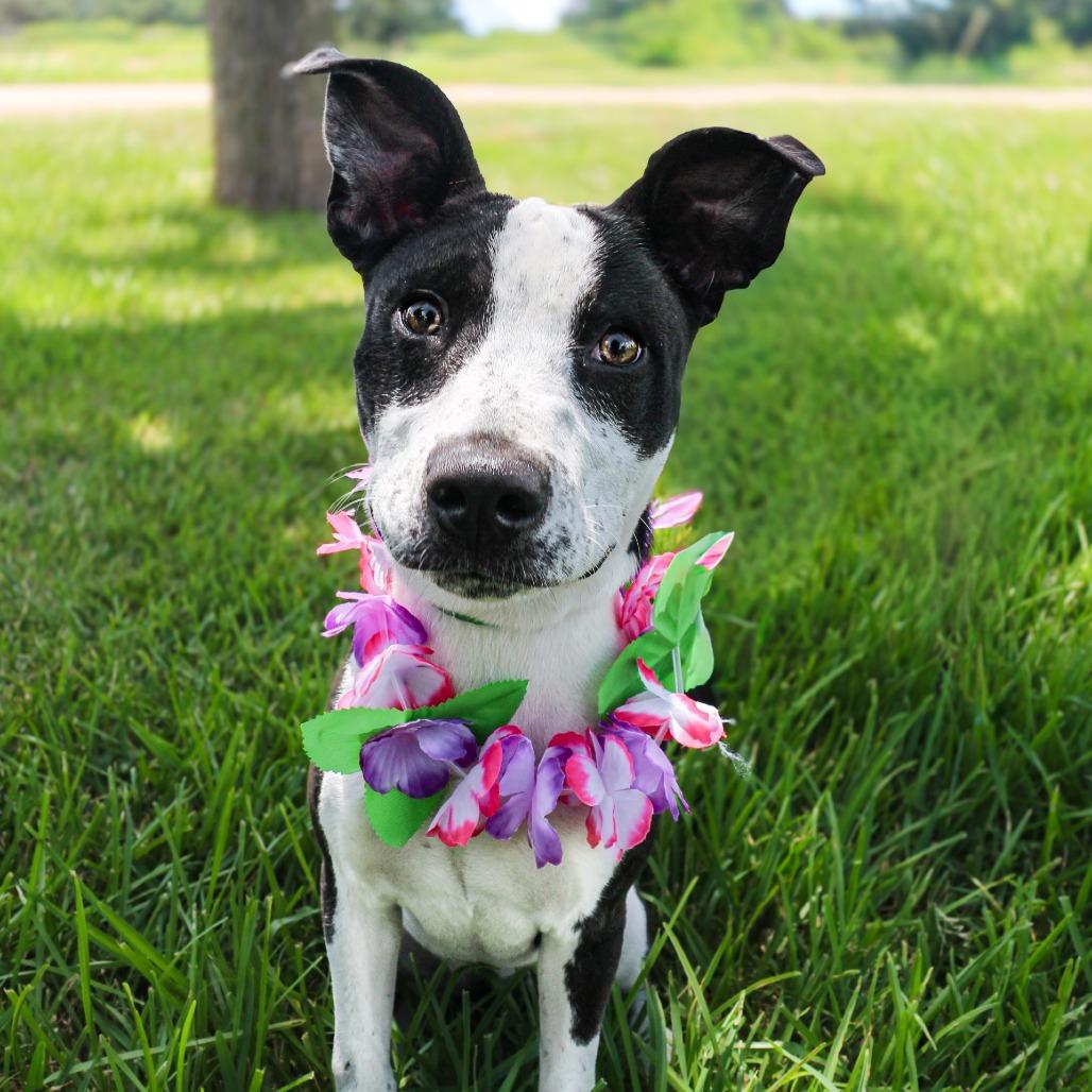 Aubrey, a Adoptable Mixed Breed in Lake Jackson, TX image 2/4