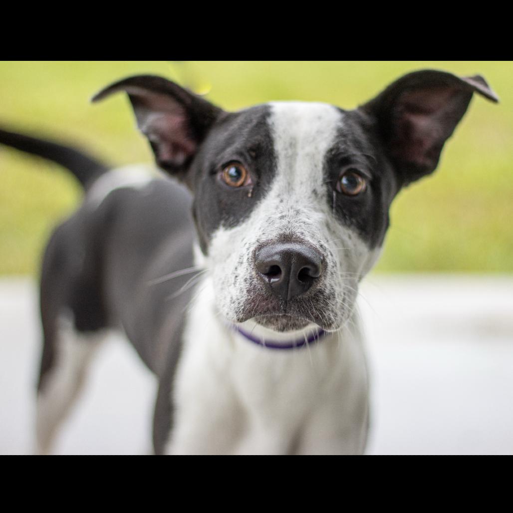Aubrey, a Adoptable Mixed Breed in Lake Jackson, TX image 4/4