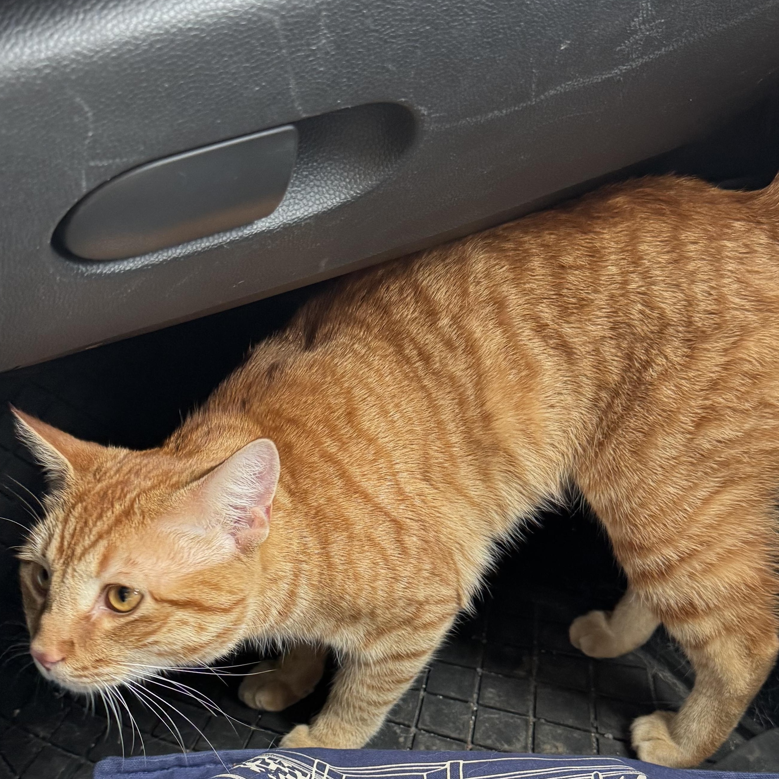 Enlarge Byrne, a ADOPTABLE Tiger in Fulton, NY image 2/4