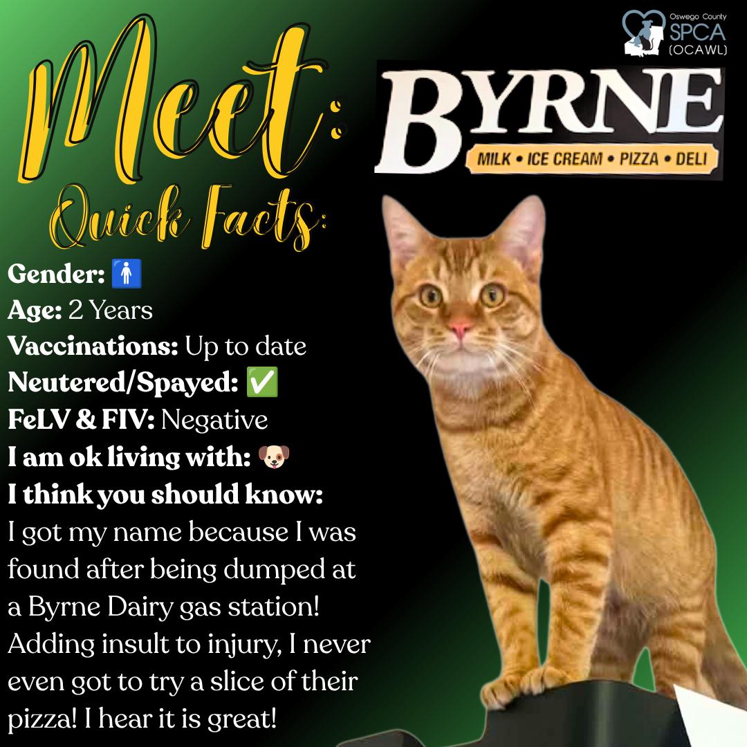 Byrne, ADOPTABLE, Adult Male Tiger.