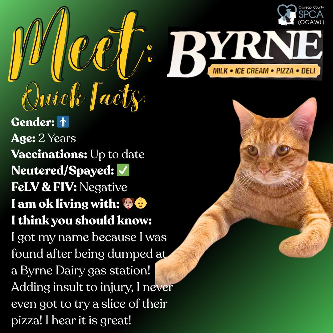 Enlarge Byrne, a ADOPTABLE Tiger in Fulton, NY image 1/4