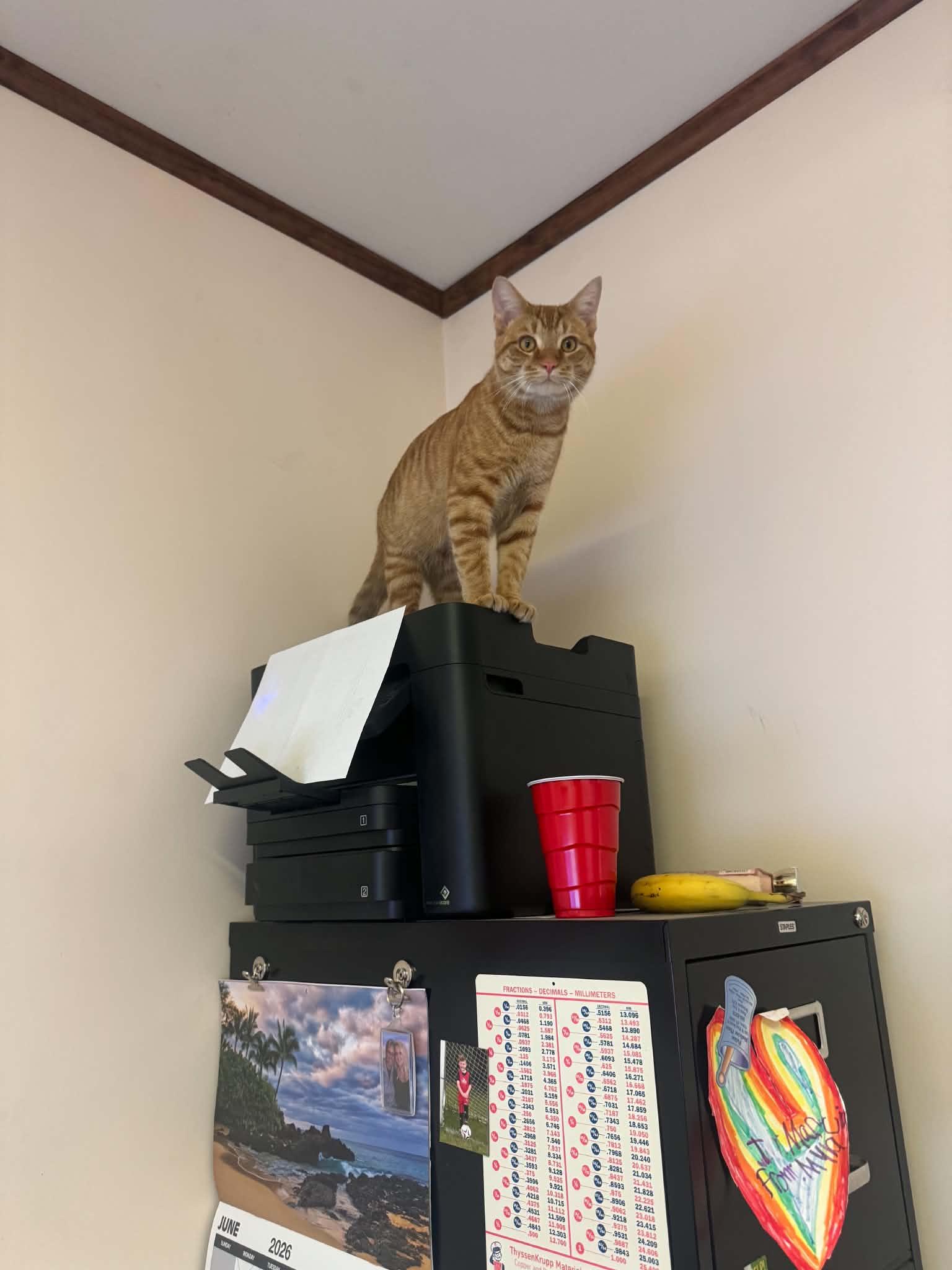 Enlarge Byrne, a ADOPTABLE Tiger in Fulton, NY image 5/6