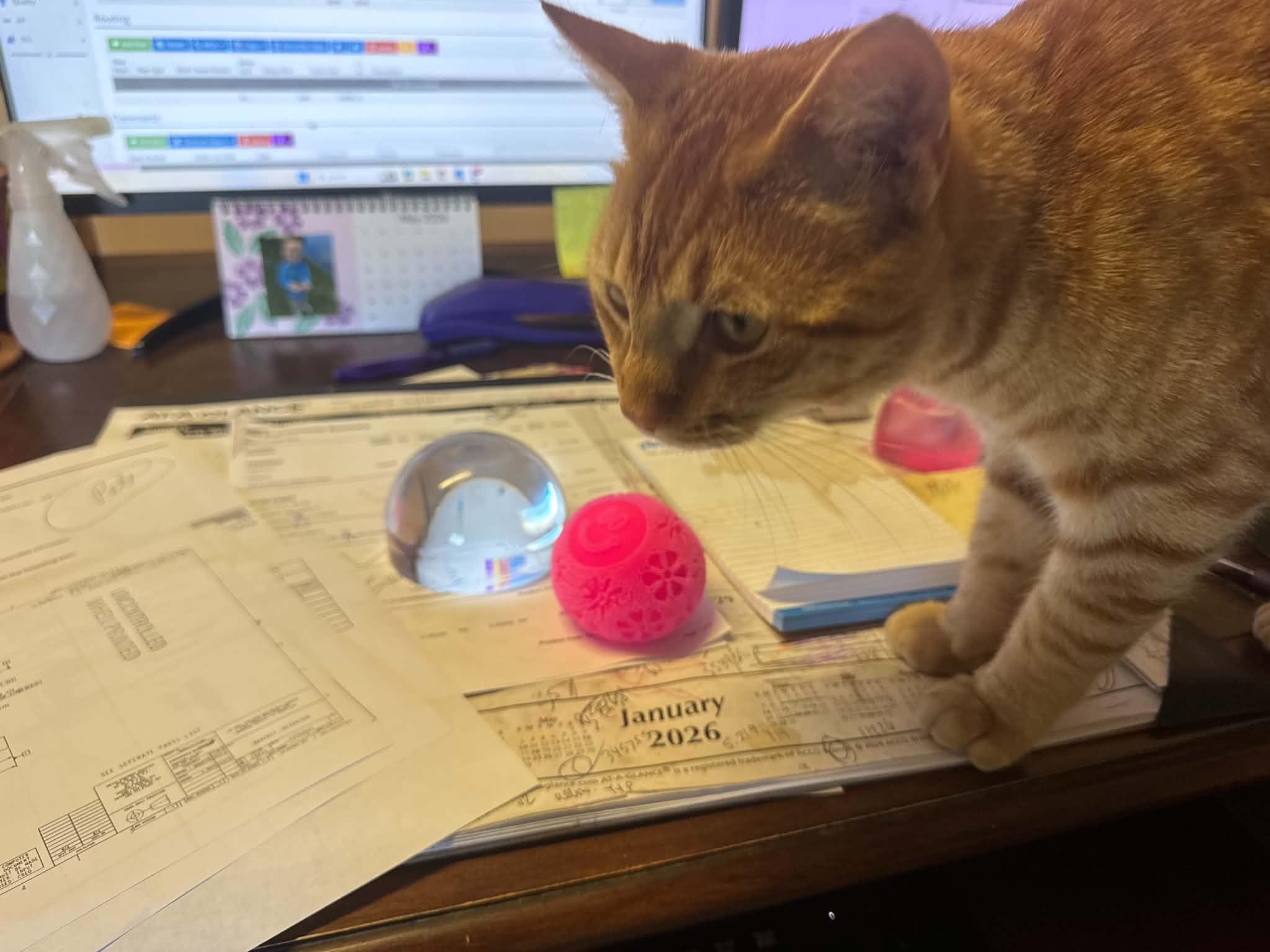 Enlarge Byrne, a ADOPTABLE Tiger in Fulton, NY image 3/6