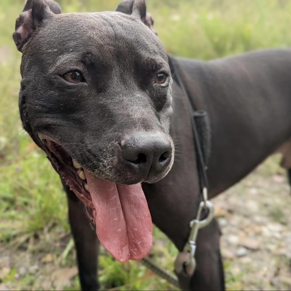 Chet, a Adoptable Mixed Breed in Saint Marys, PA image 1/5